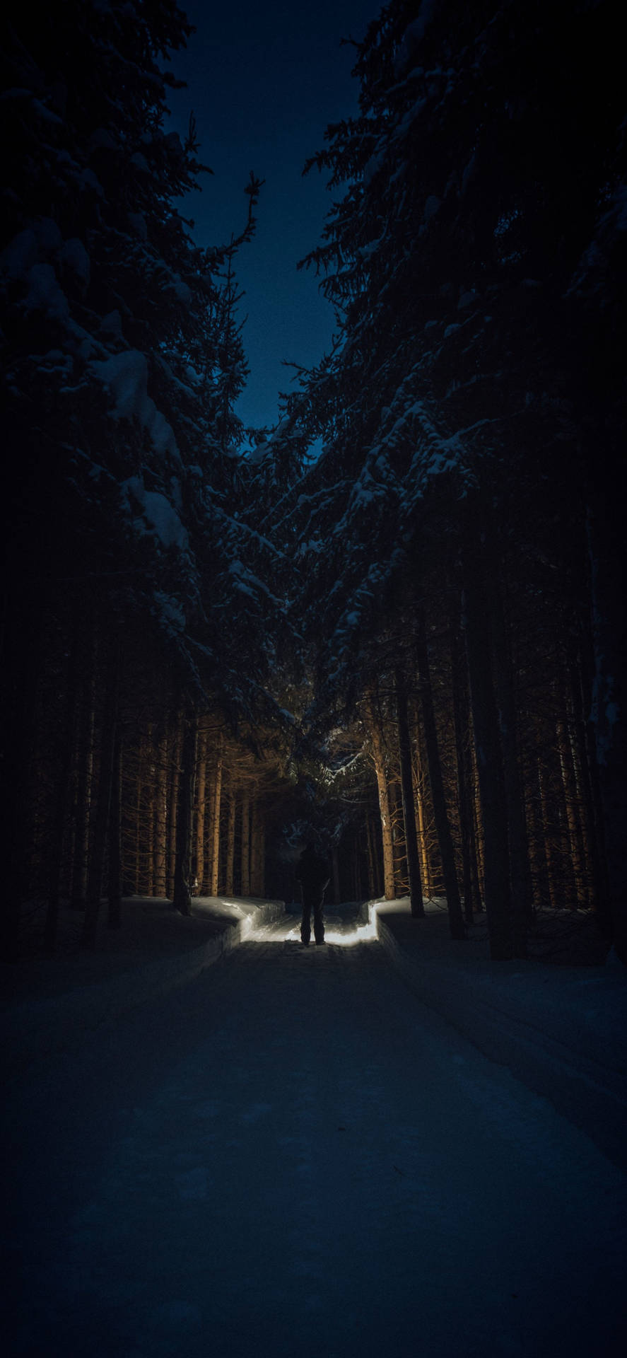 Dark Night In Snow-covered Forest Background