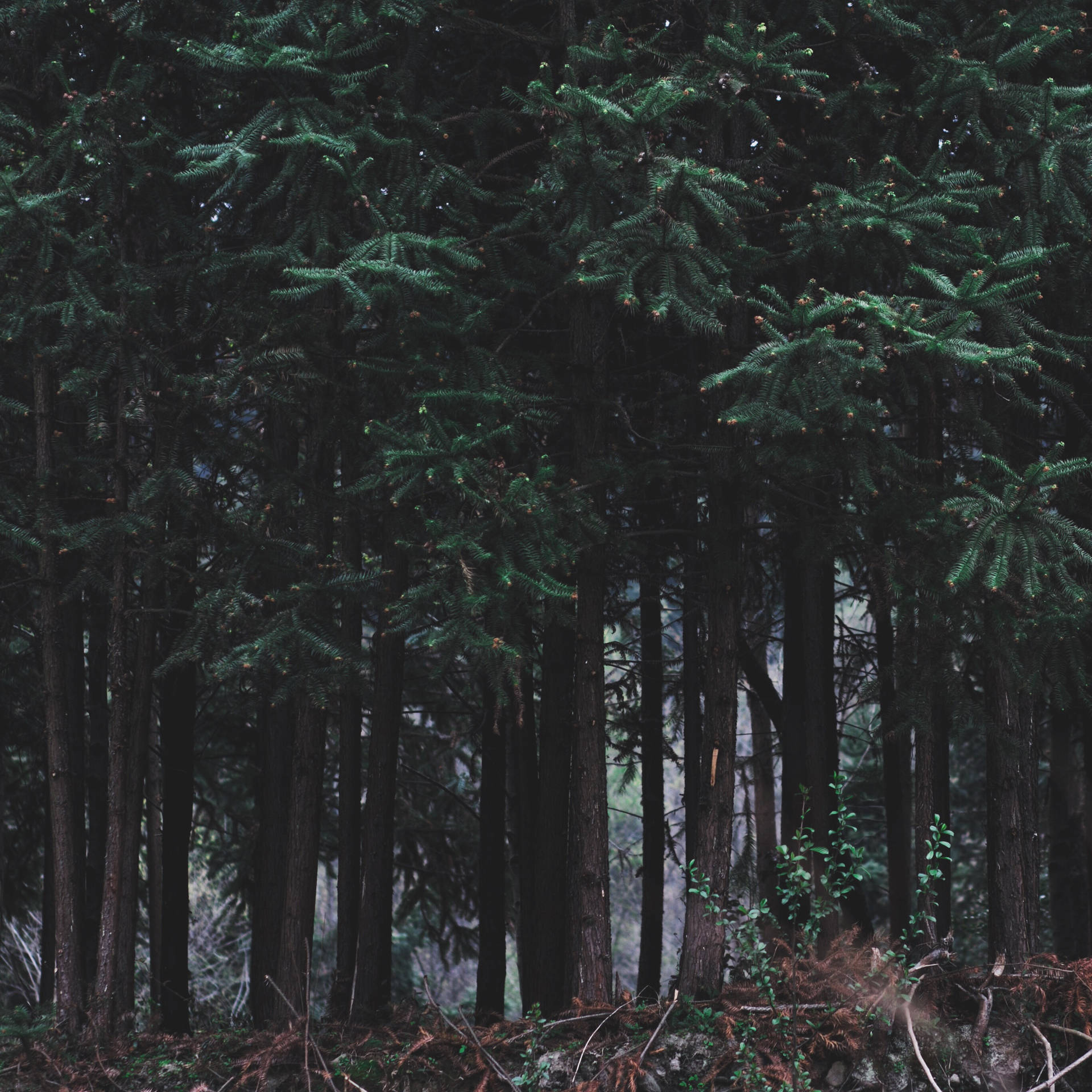 Dark Nordic Forest Background