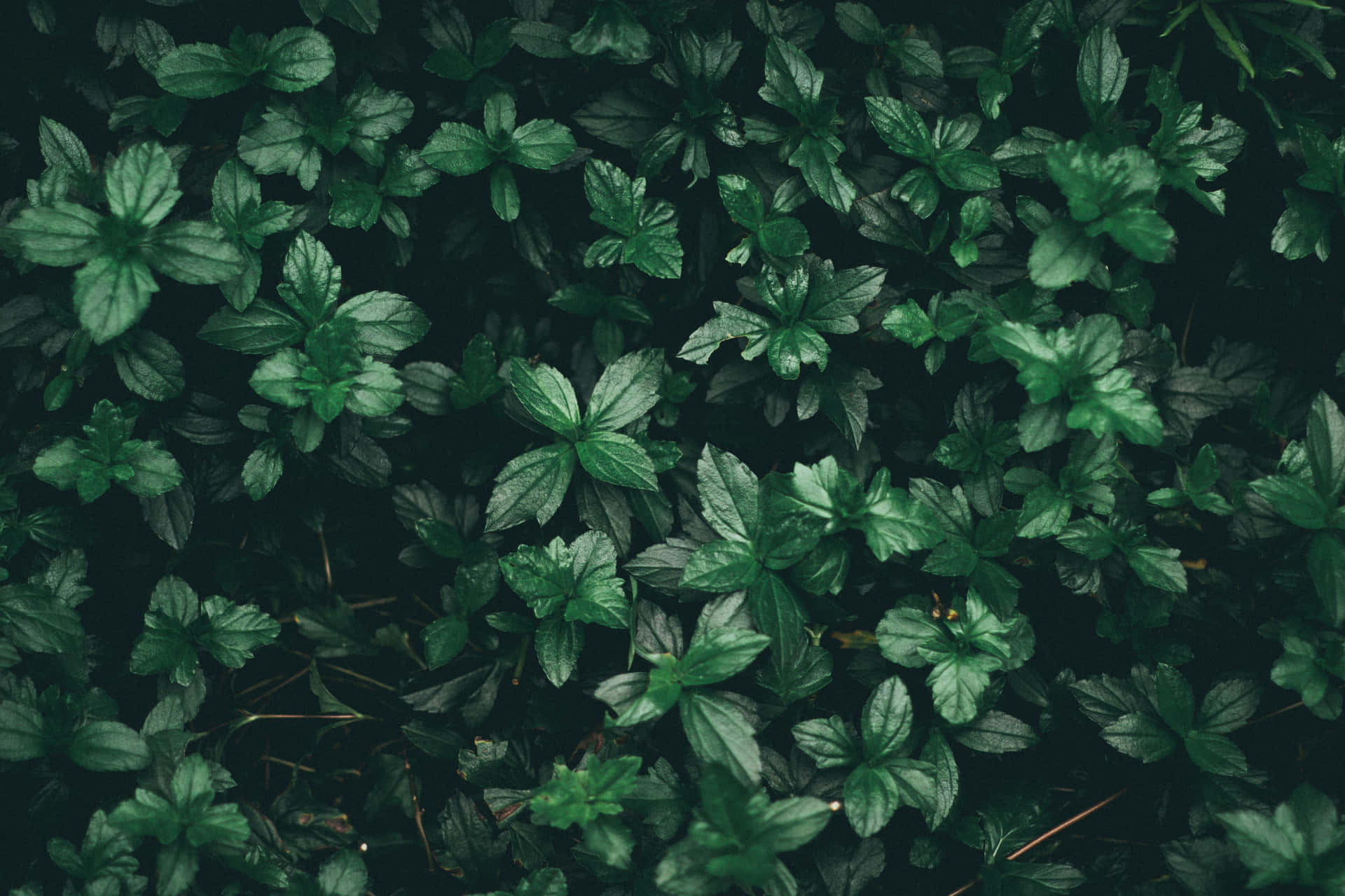 Dark Olive Greenaesthetic Desktop Leaves