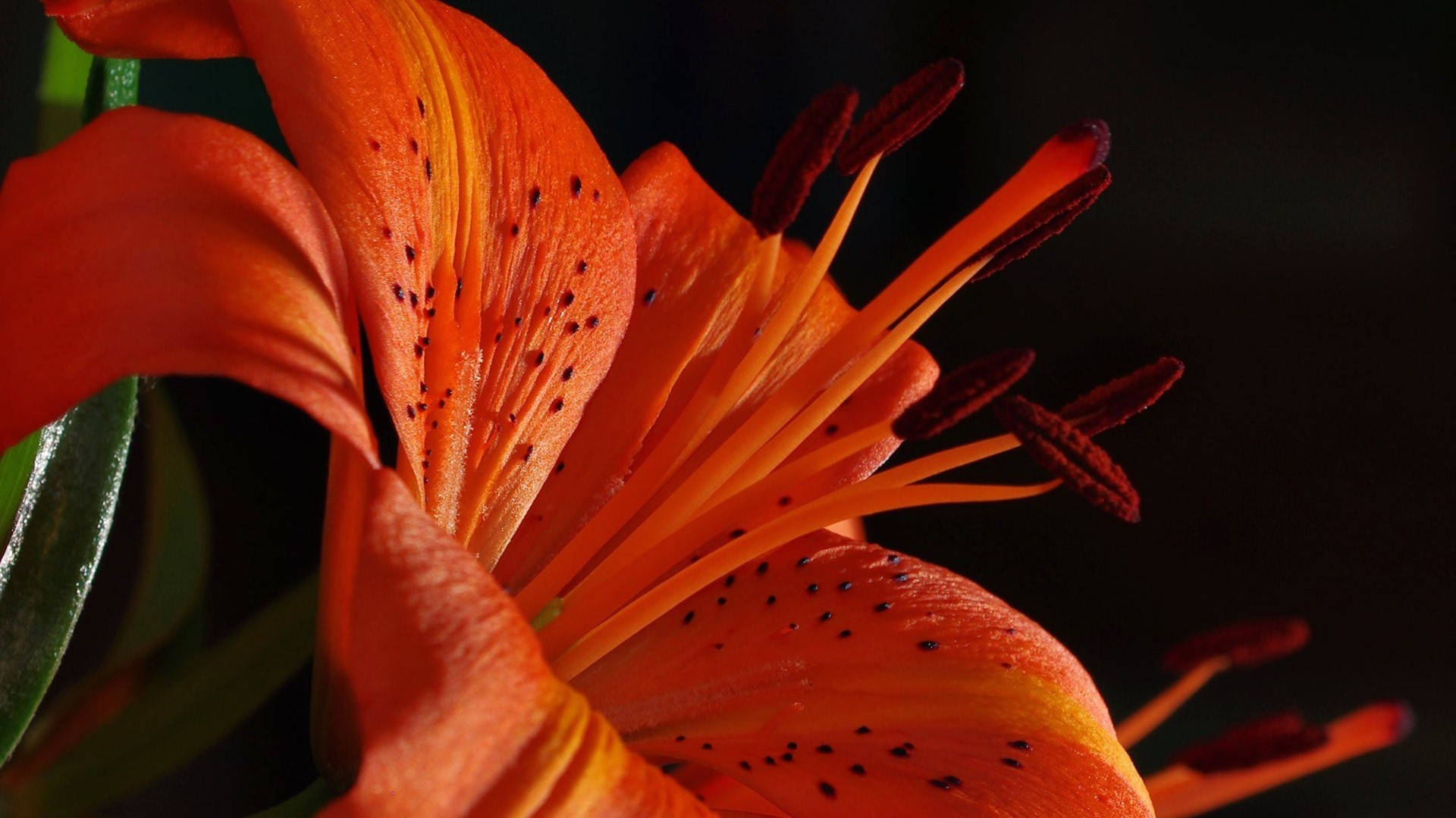 Dark Orange Lily Petals Background