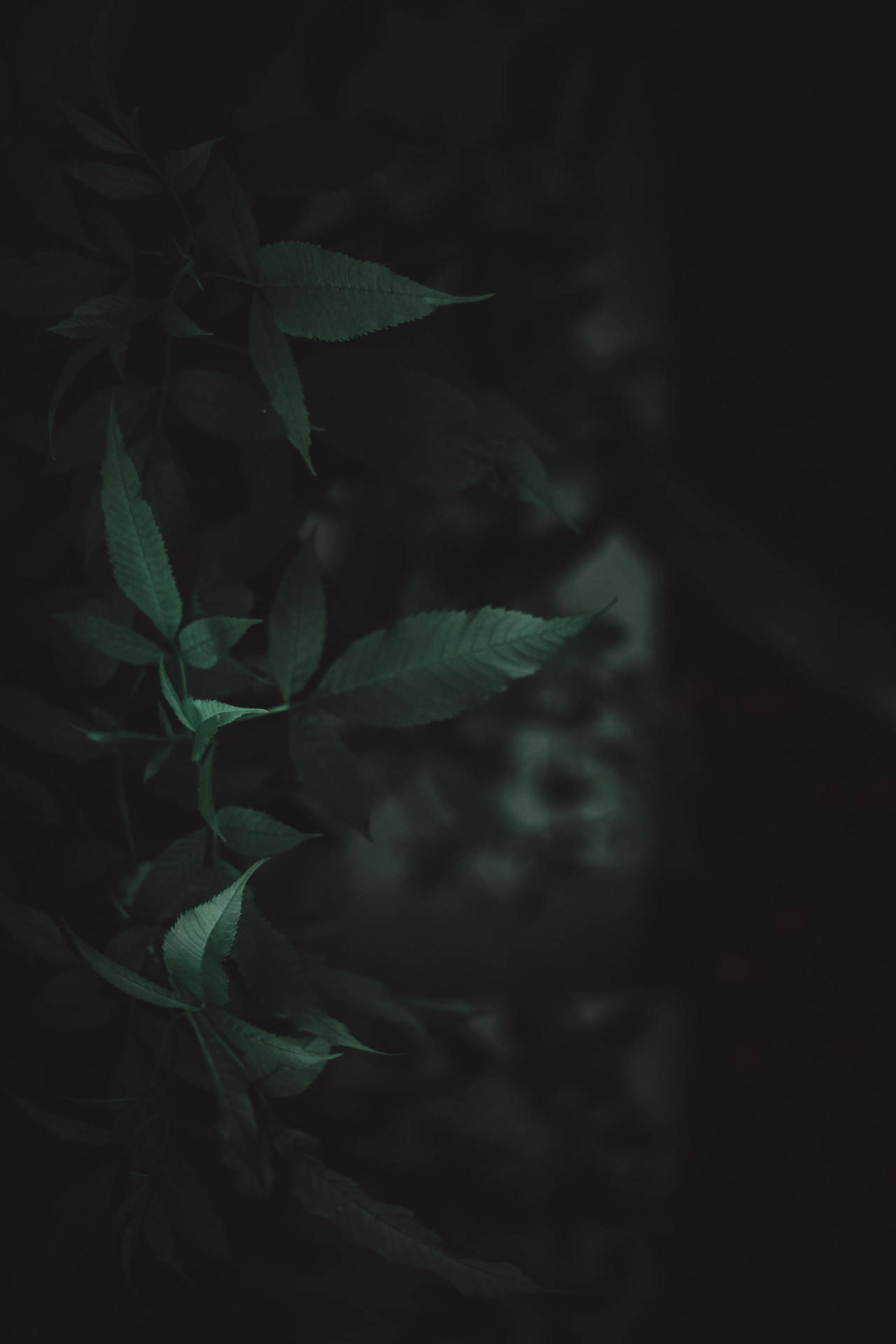 Dark Outdoor Leaves Background