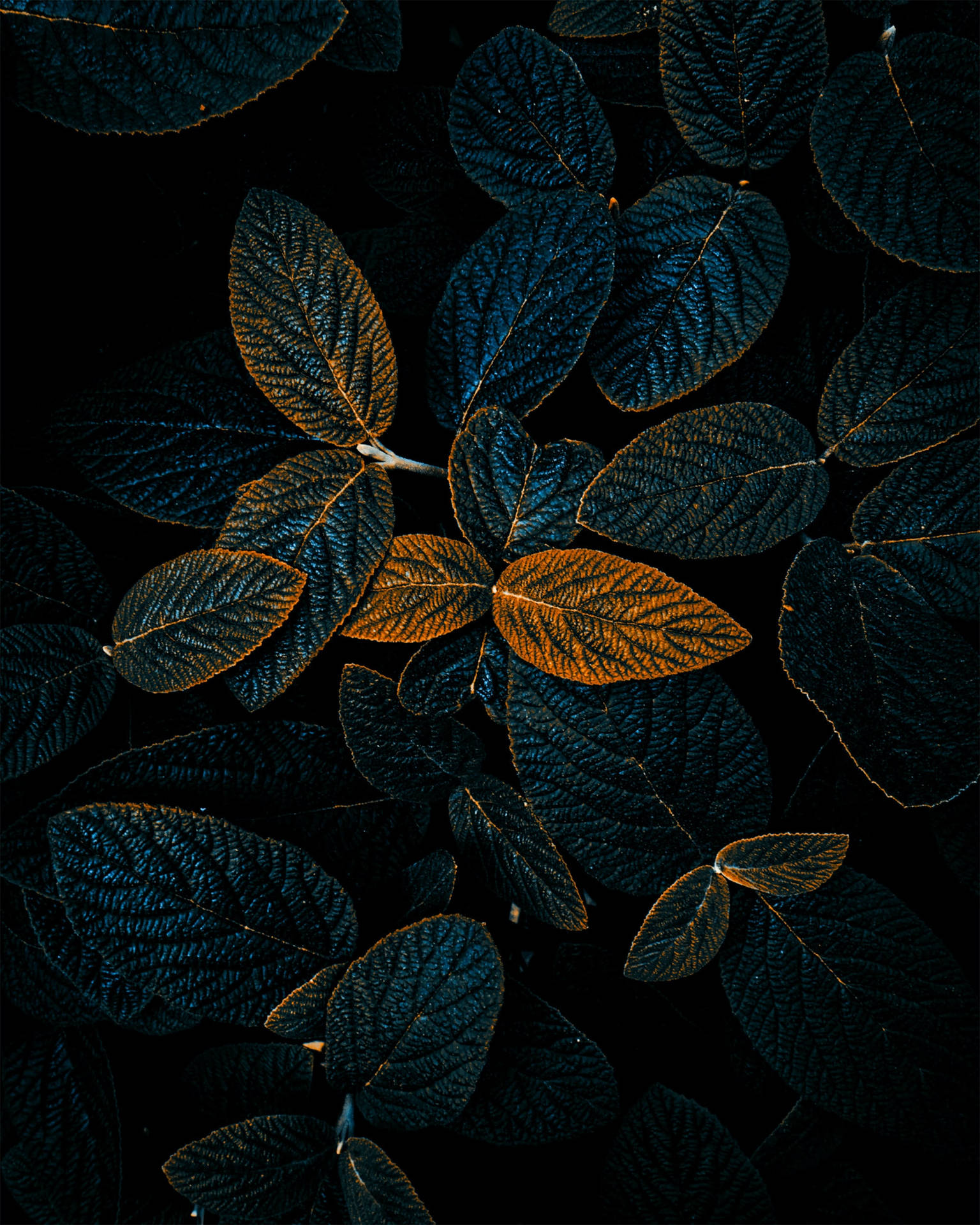 Dark Oval Leaves Cool Android Background