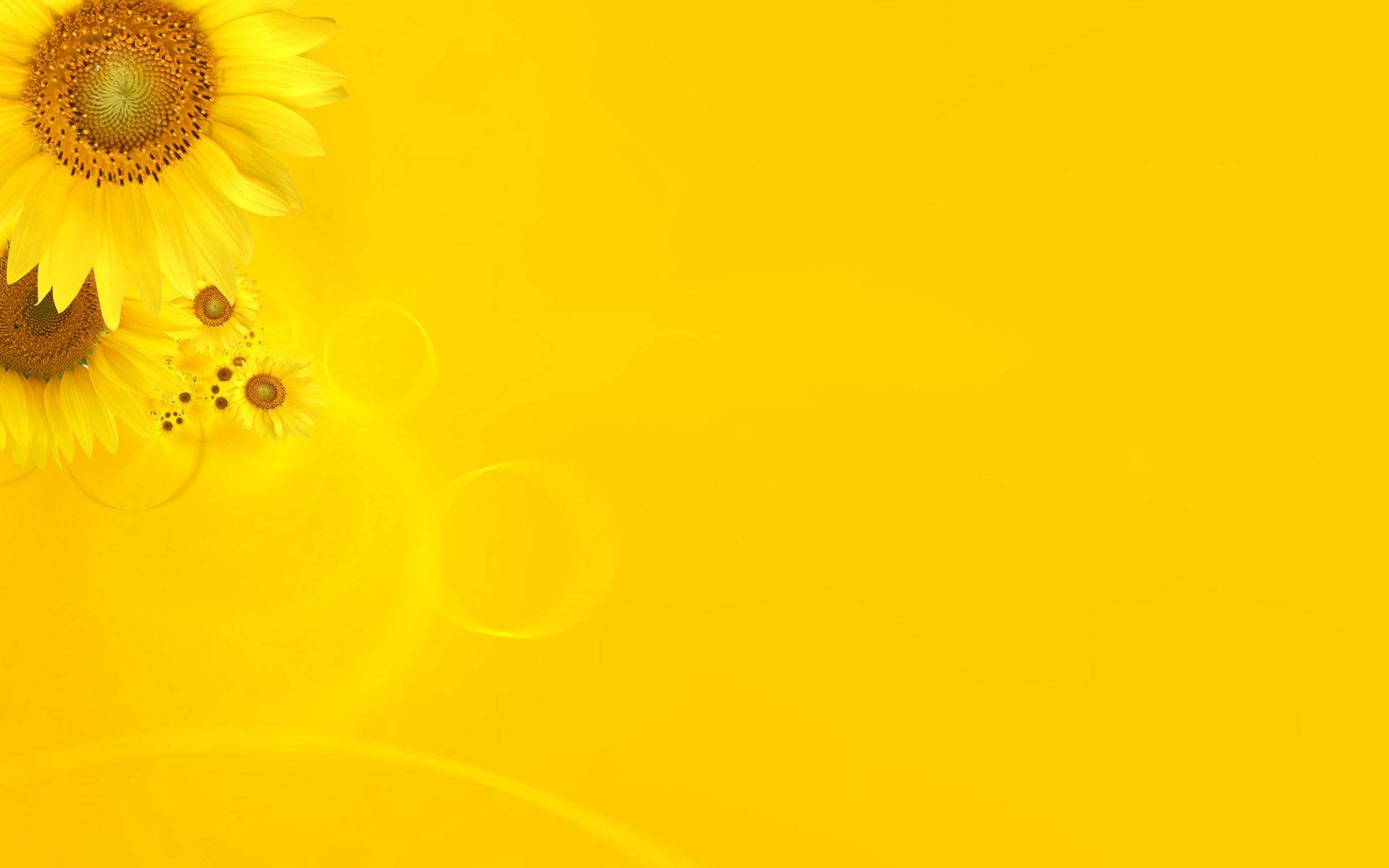 Dark Pastel Yellow Sunflower Background Background