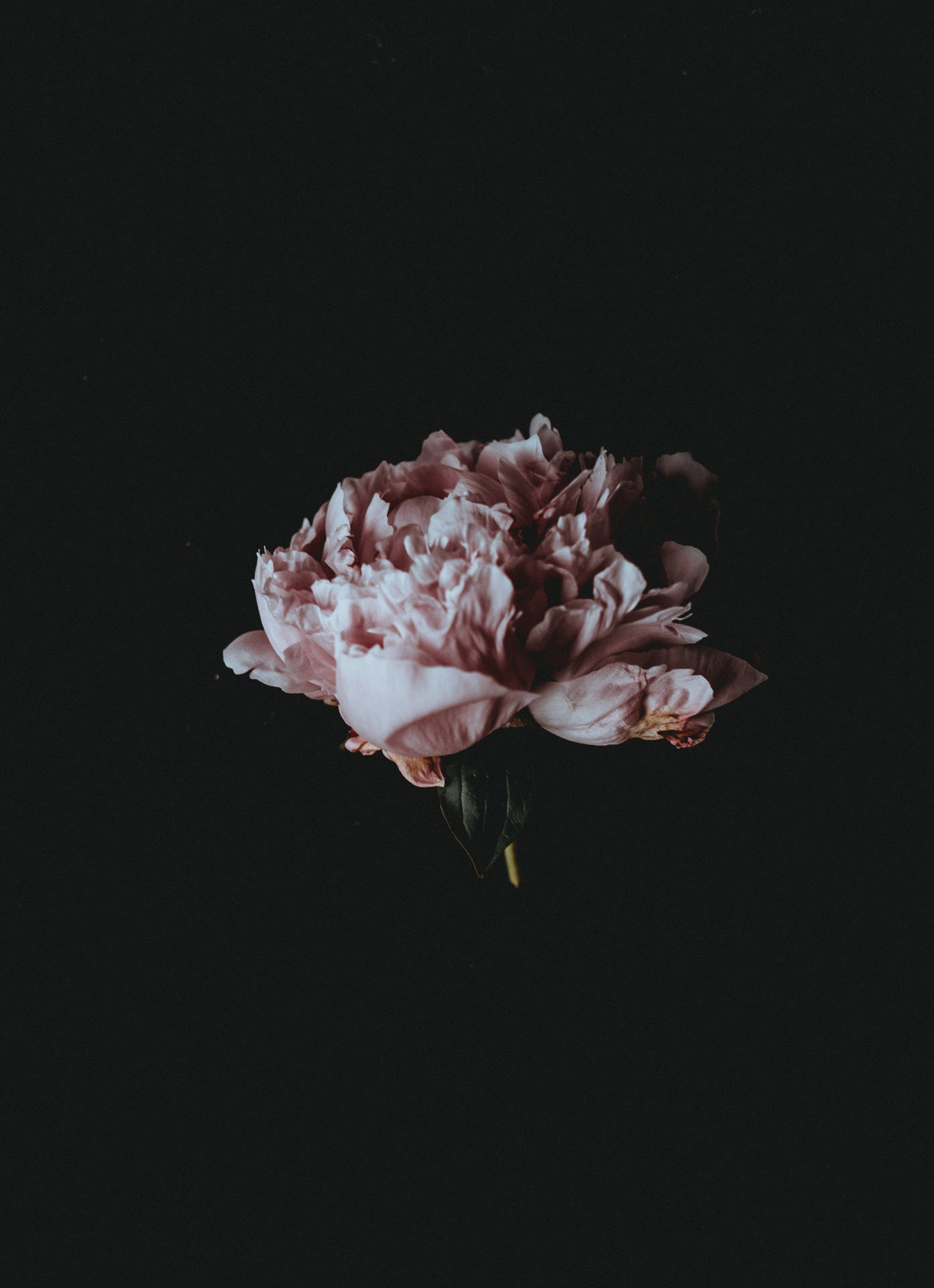 Dark Peony Flower Background