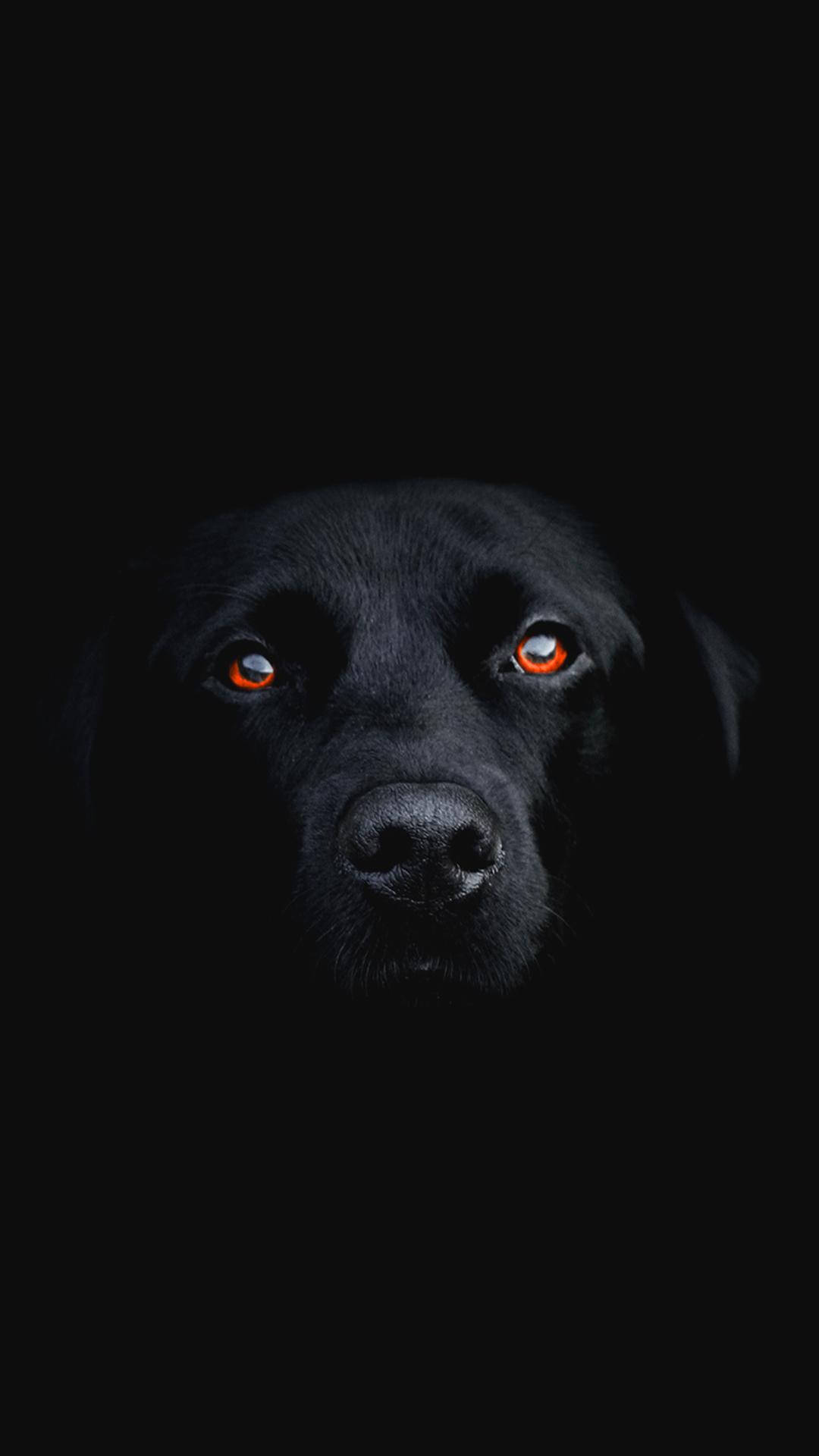 Dark Phone Black Dog Background
