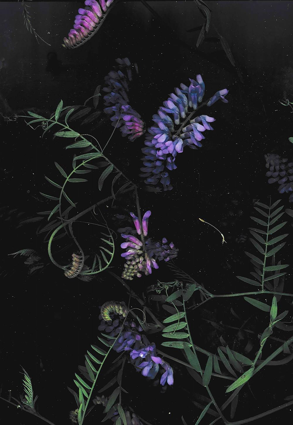 Dark Phone Purple Flowers Background