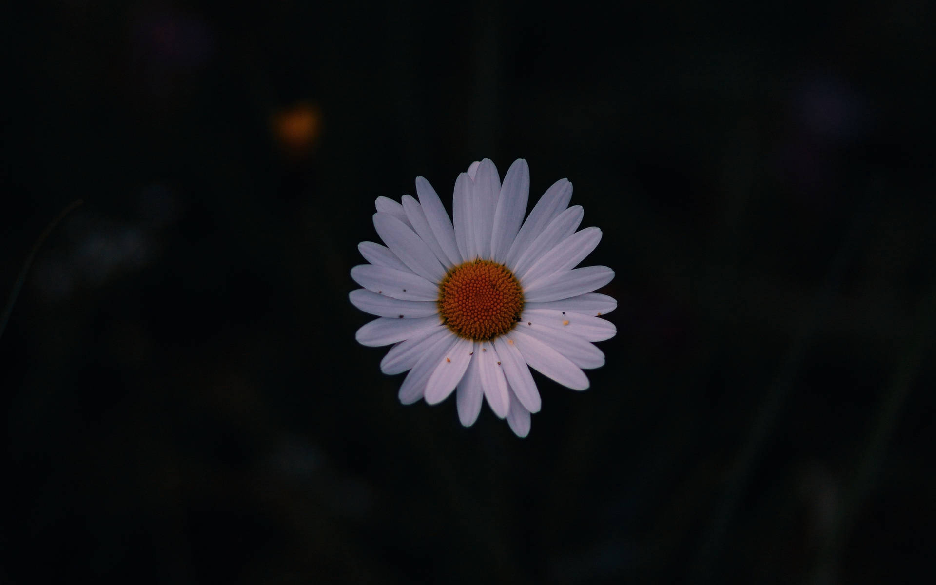 Dark Photography White Daisy Aesthetic Background