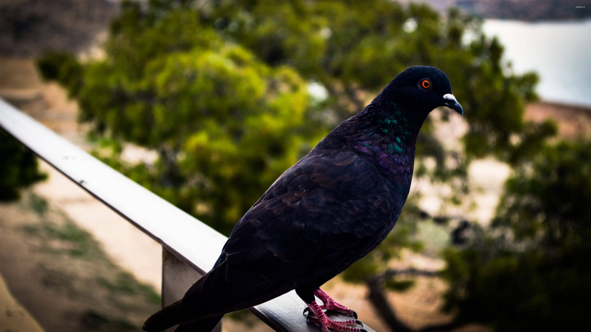 Dark Pigeon Bird Looking At The View Background