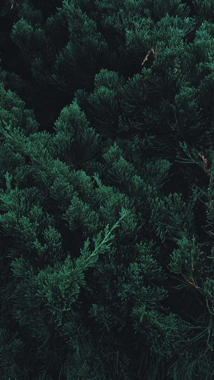 Dark Pine Foliage Texture Background