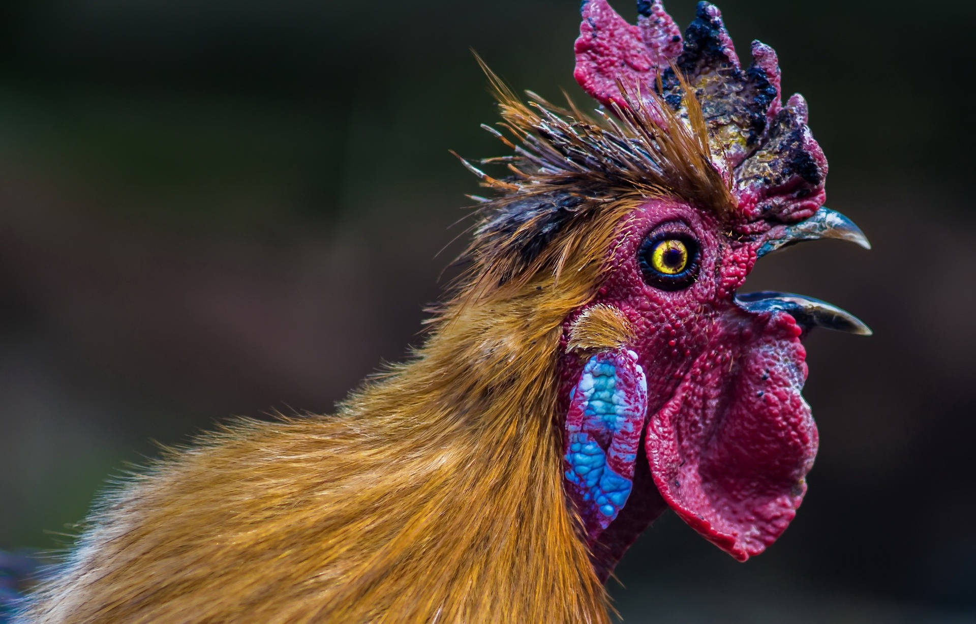 Dark Pink Comb Hen Background