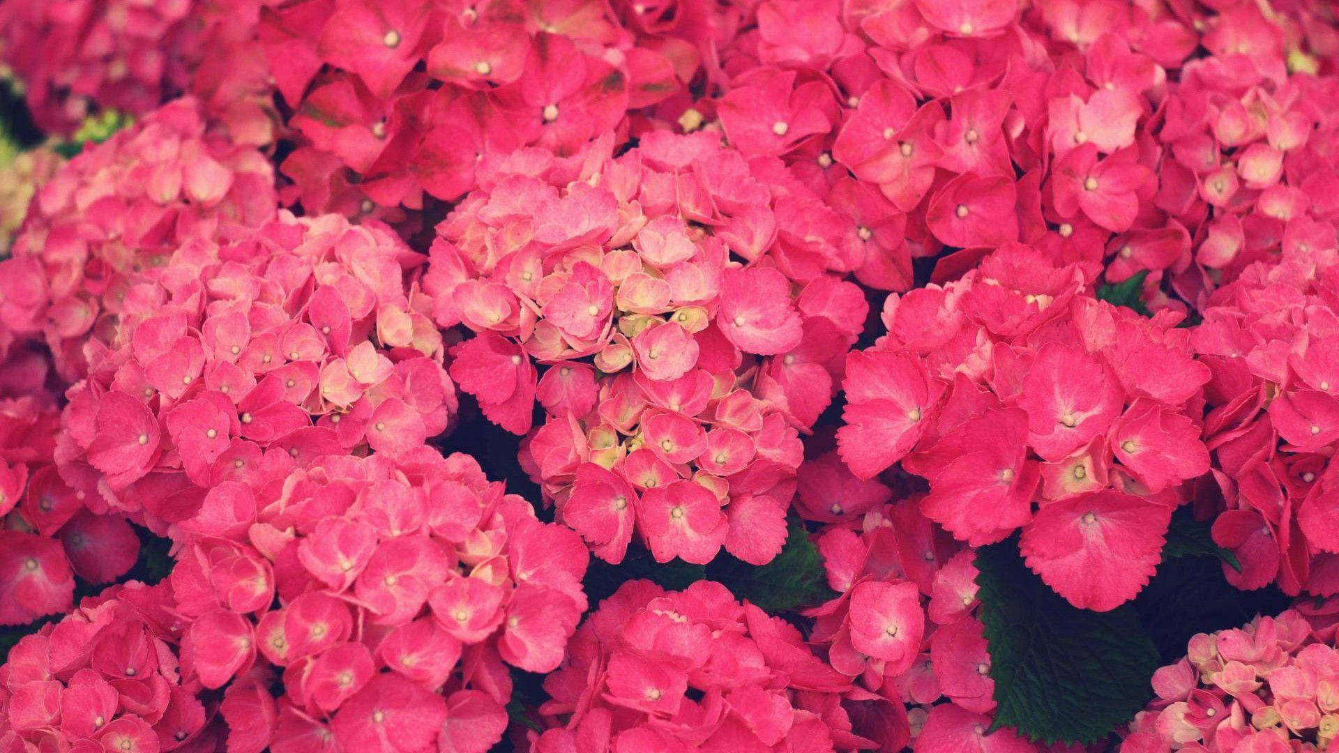 Dark Pink Flower Bunches Background