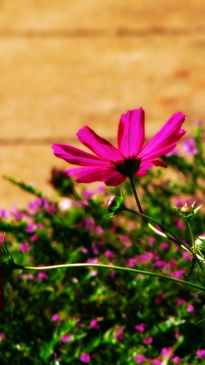 Dark Pink Flower Pretty Phone