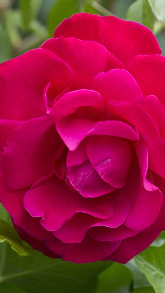 Dark Pink Rose Hd Background