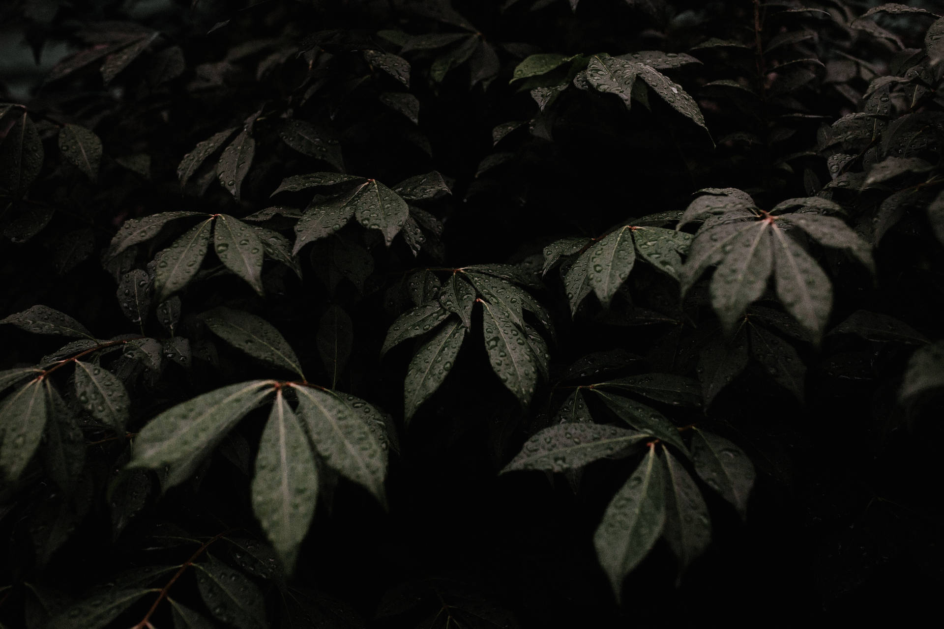 Dark Plant Aesthetic Background