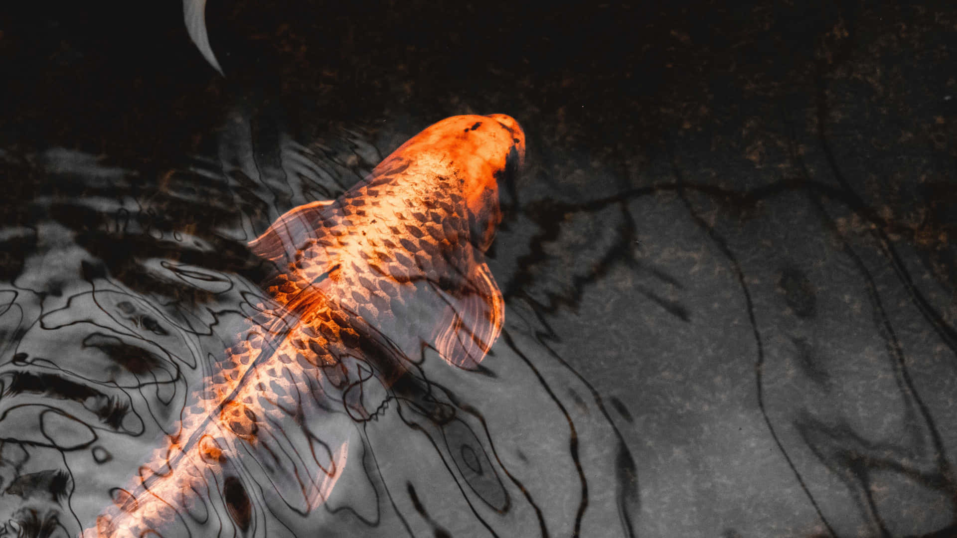 Dark Pond With Live Koi Fish Background