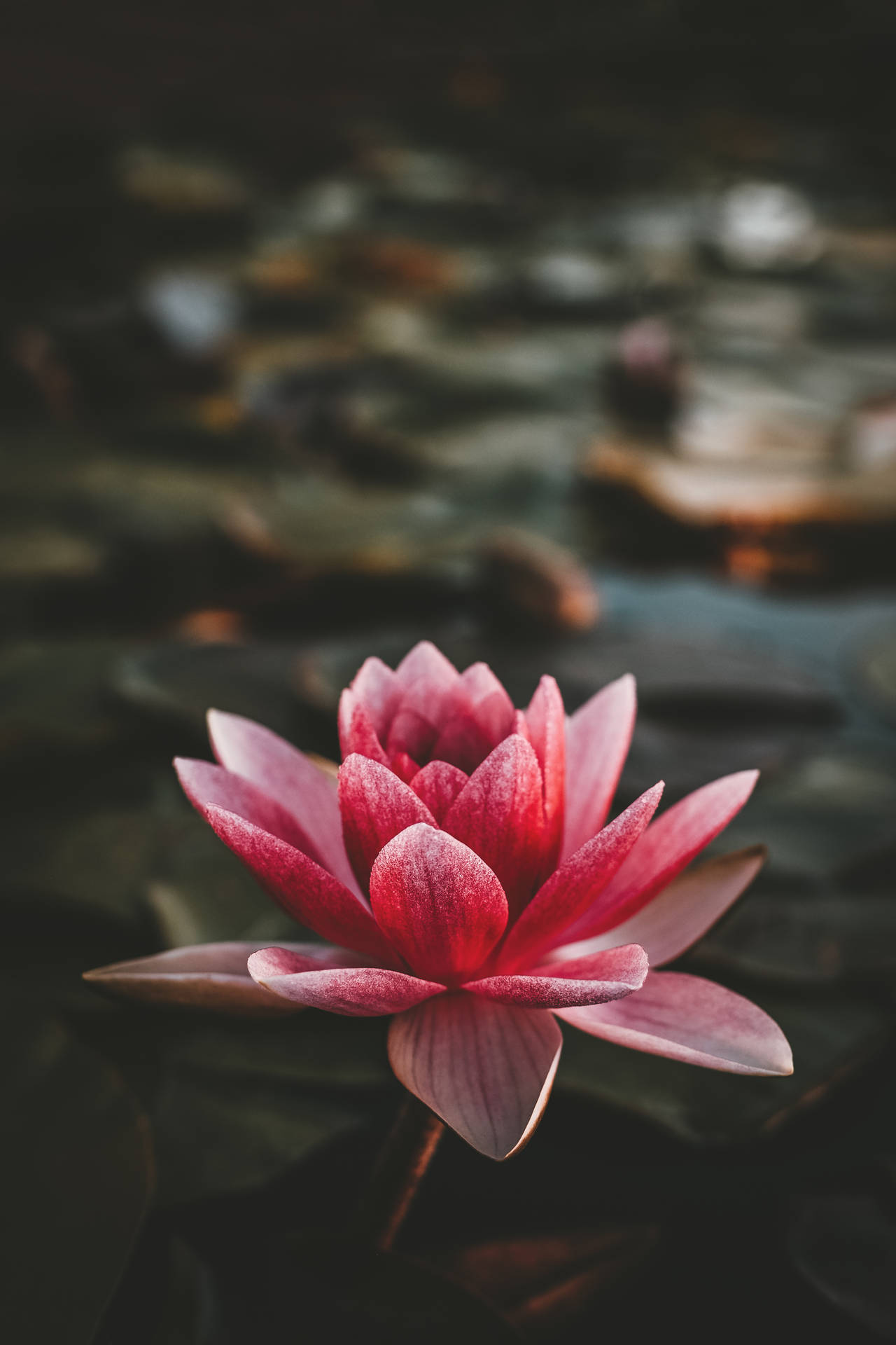 Dark Portrait Aesthetic Of A Lotus