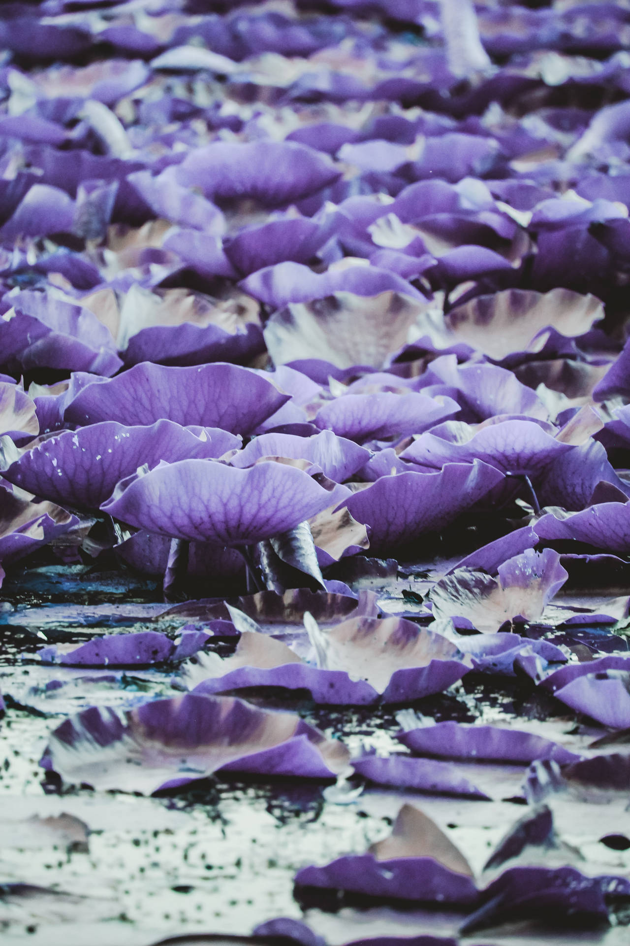 Dark Purple Aesthetic Lily Pads Background