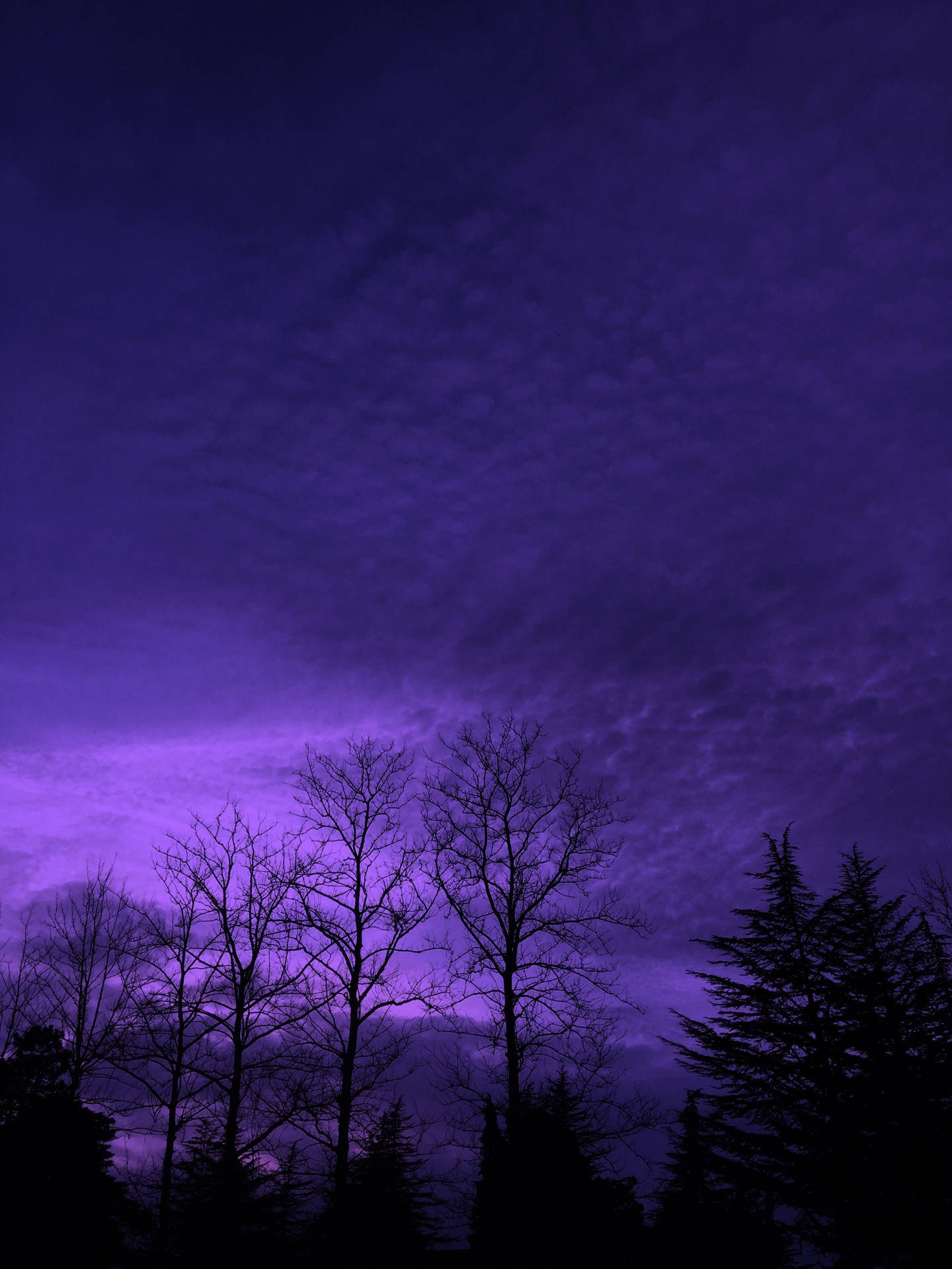 Dark Purple Aesthetic Nature Background