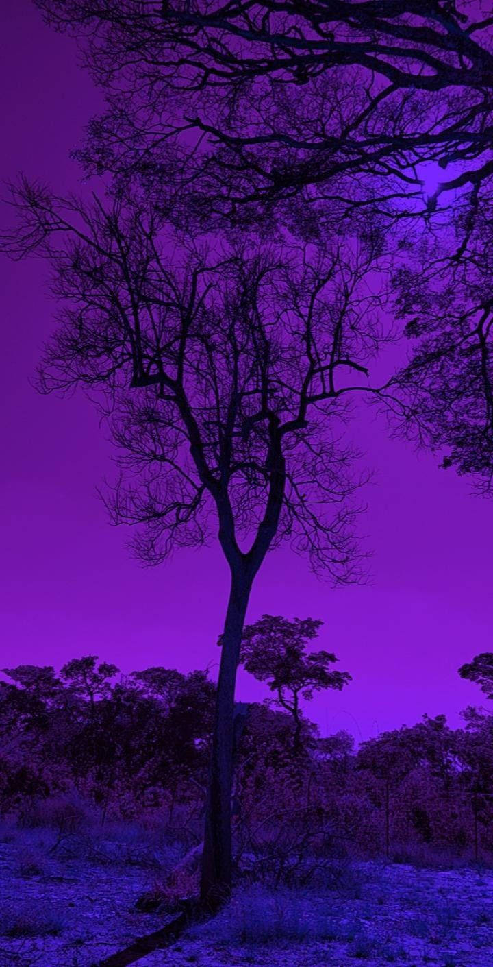 Dark Purple Aesthetic Nature Tree Background