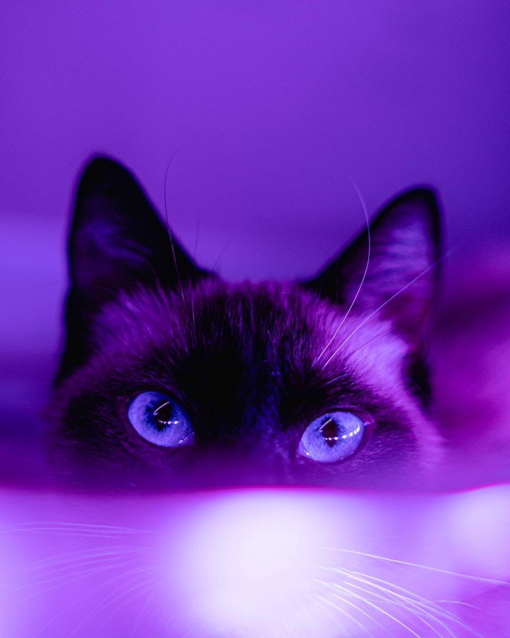 Dark Purple Aesthetic Siamese Cat Background