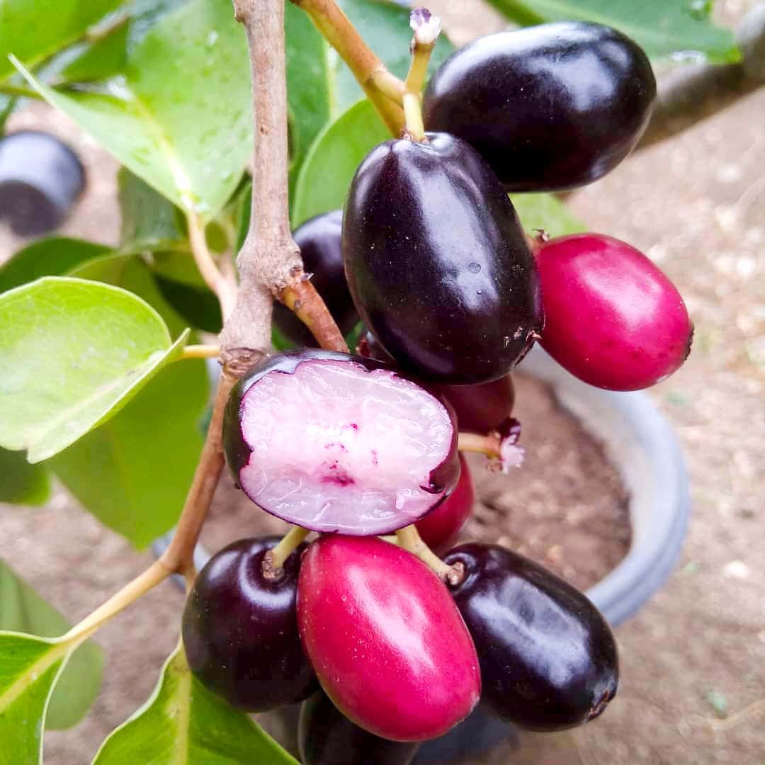 Dark Purple And Wine Red Java Plums Background