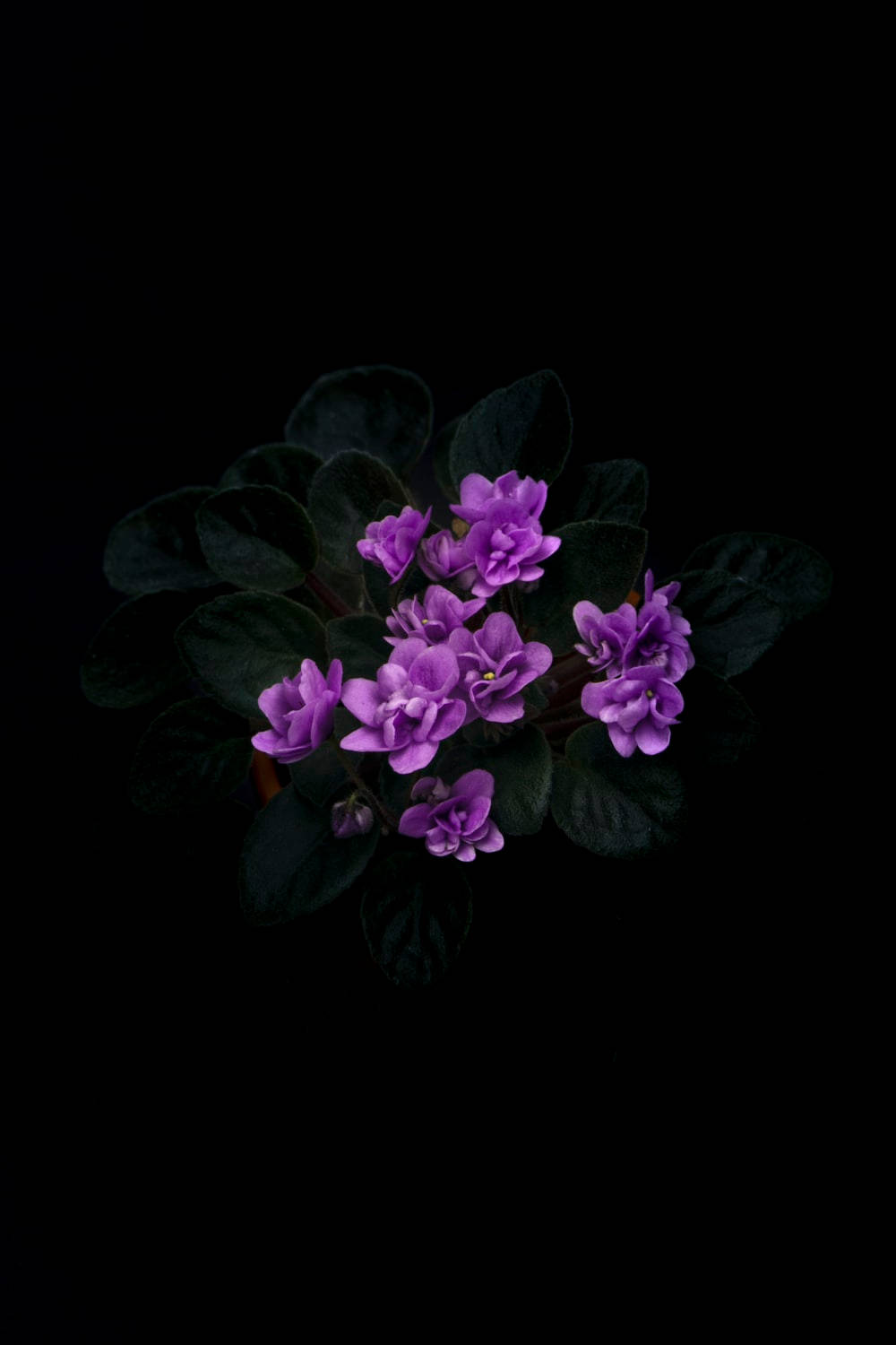 Dark Purple Floral With Leaves Background