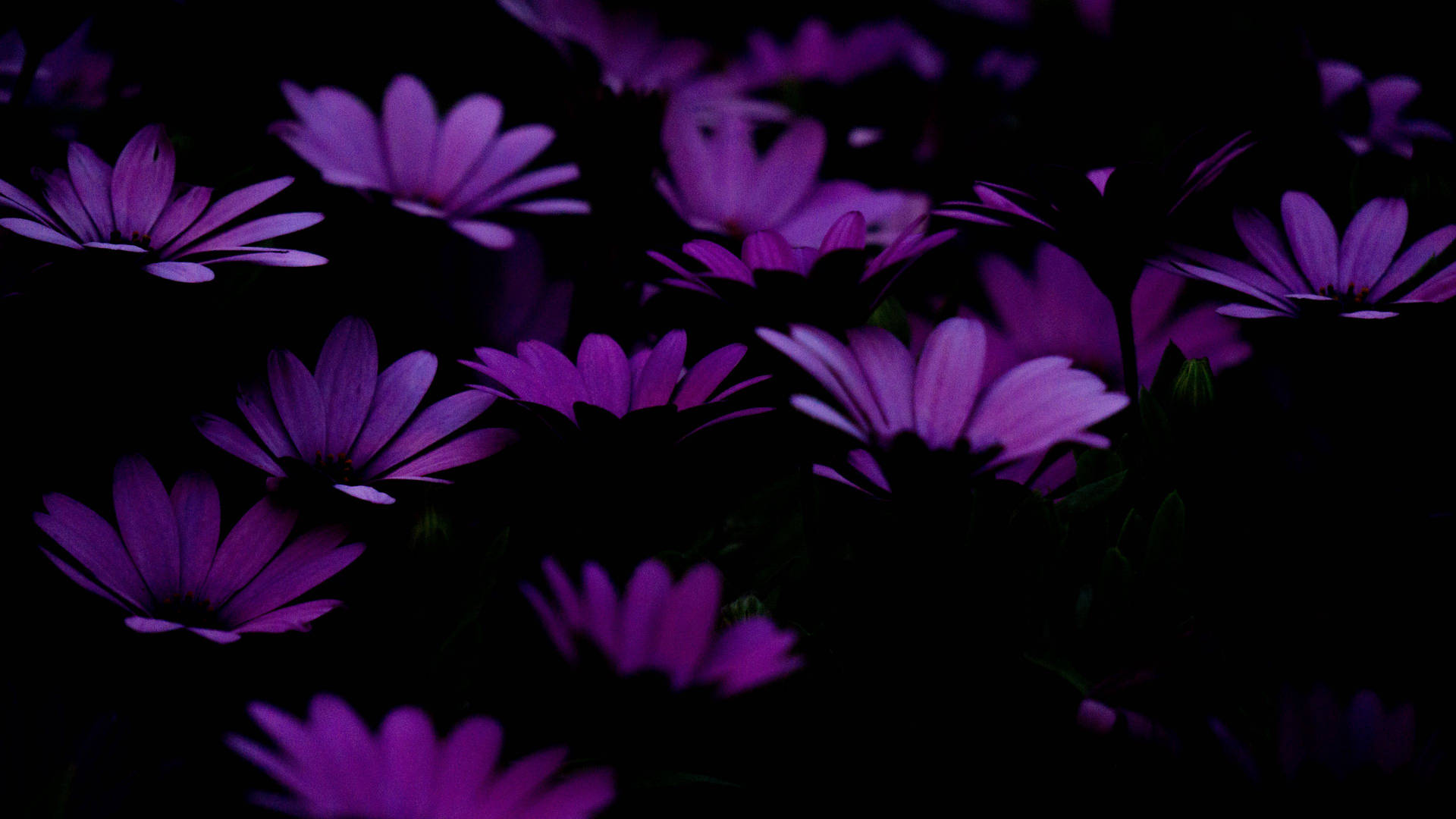 Dark Purple Flower Petal Collage Aesthetic Background