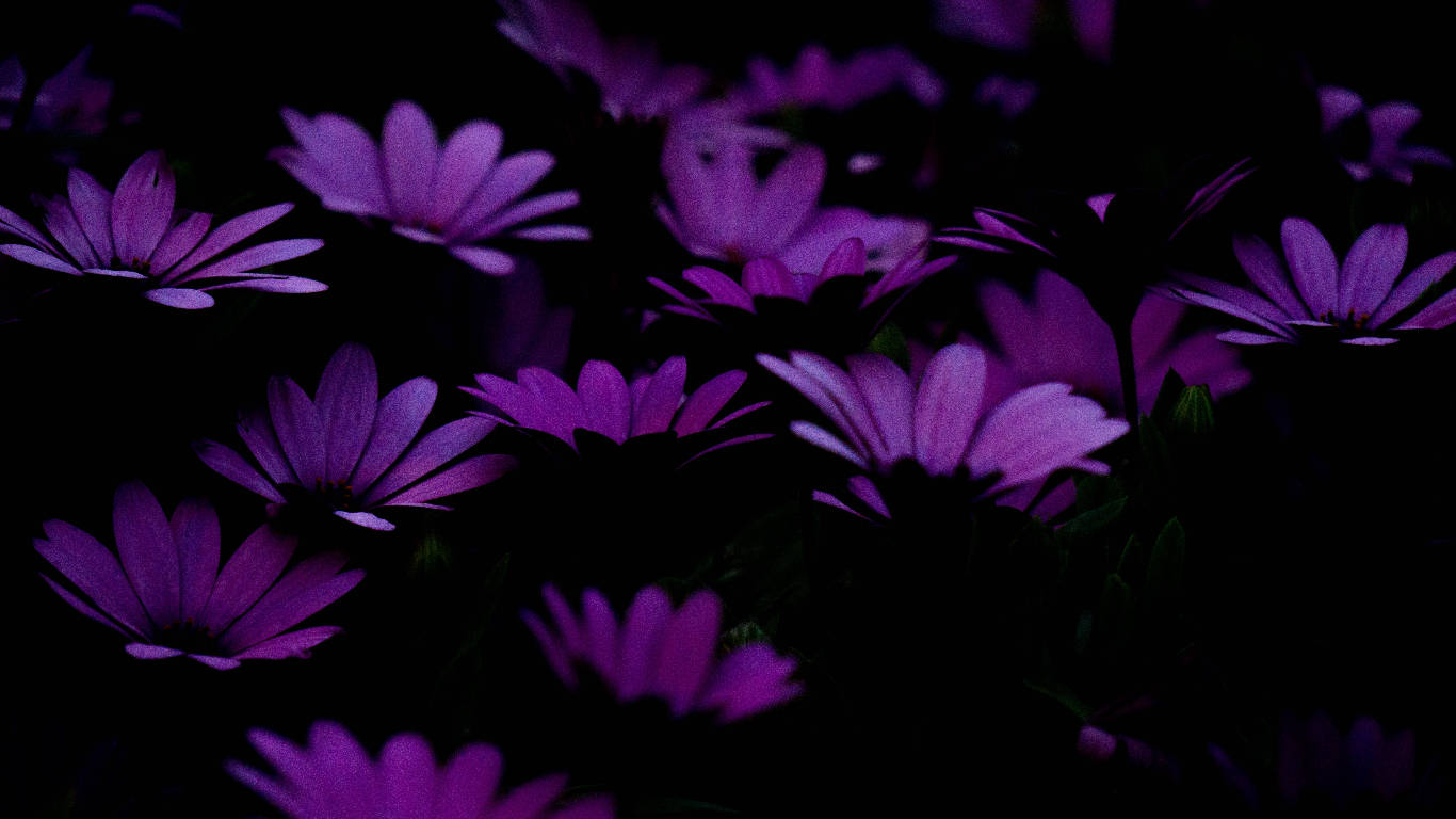 Dark Purple Flower Petals Background