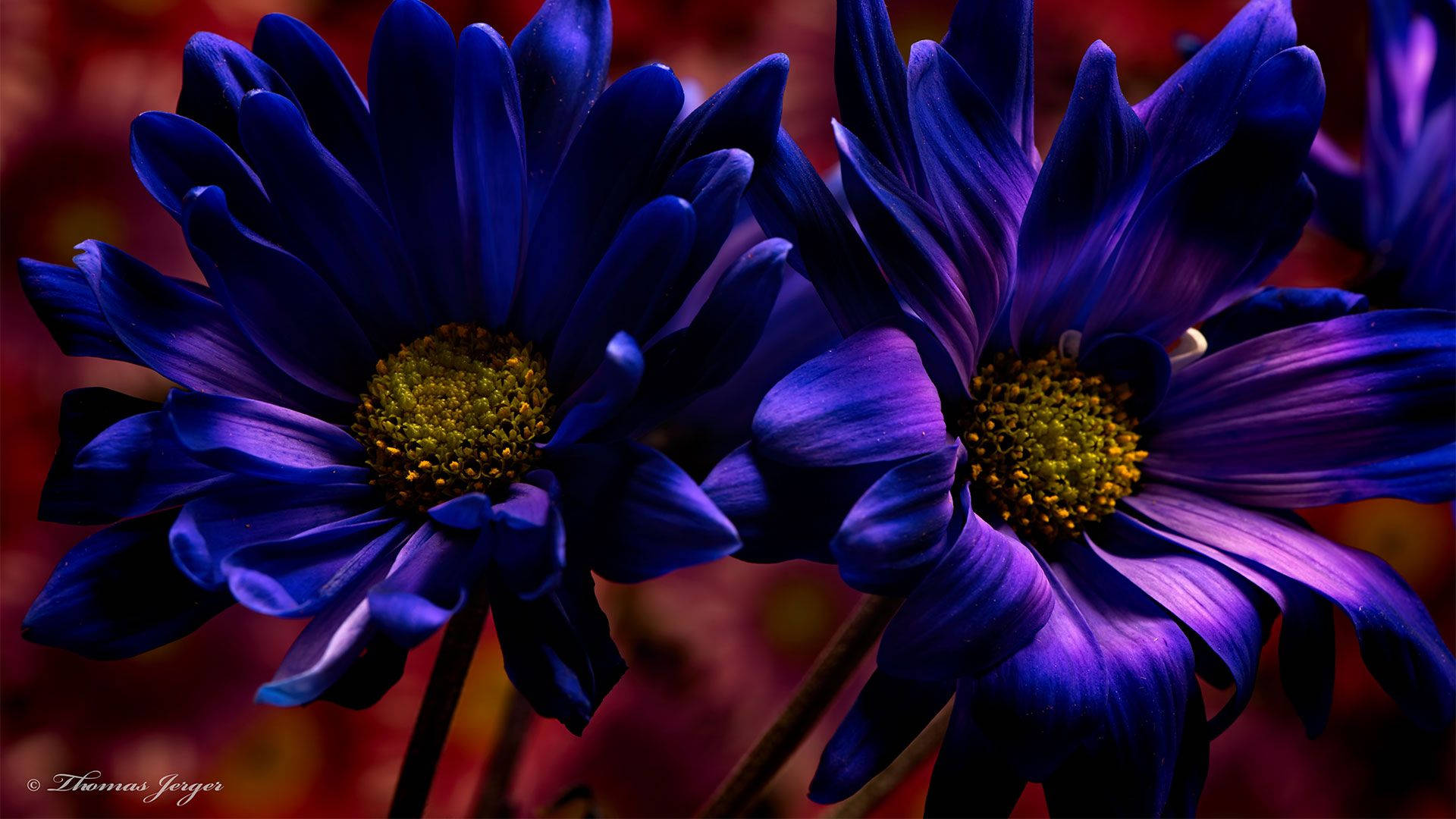 Dark Purple Flowers Laptop Background