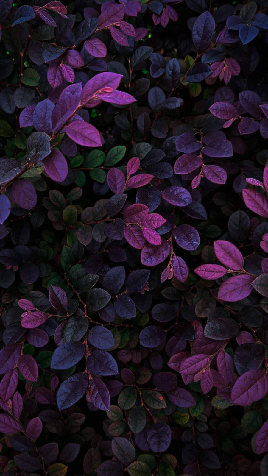 Dark Purple Plant Leaves Iphone Background