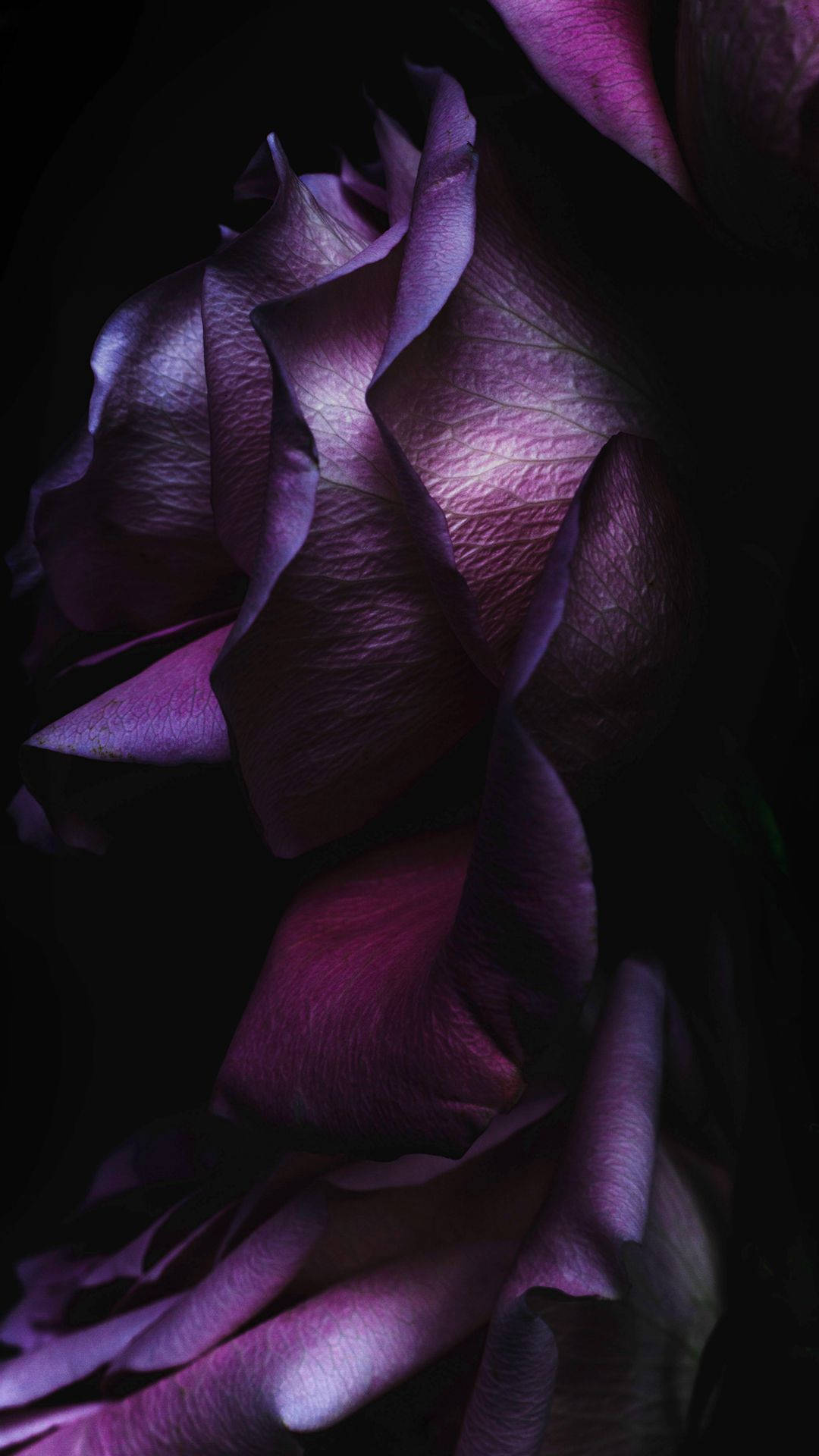 Dark Purple Rose Iphone Background