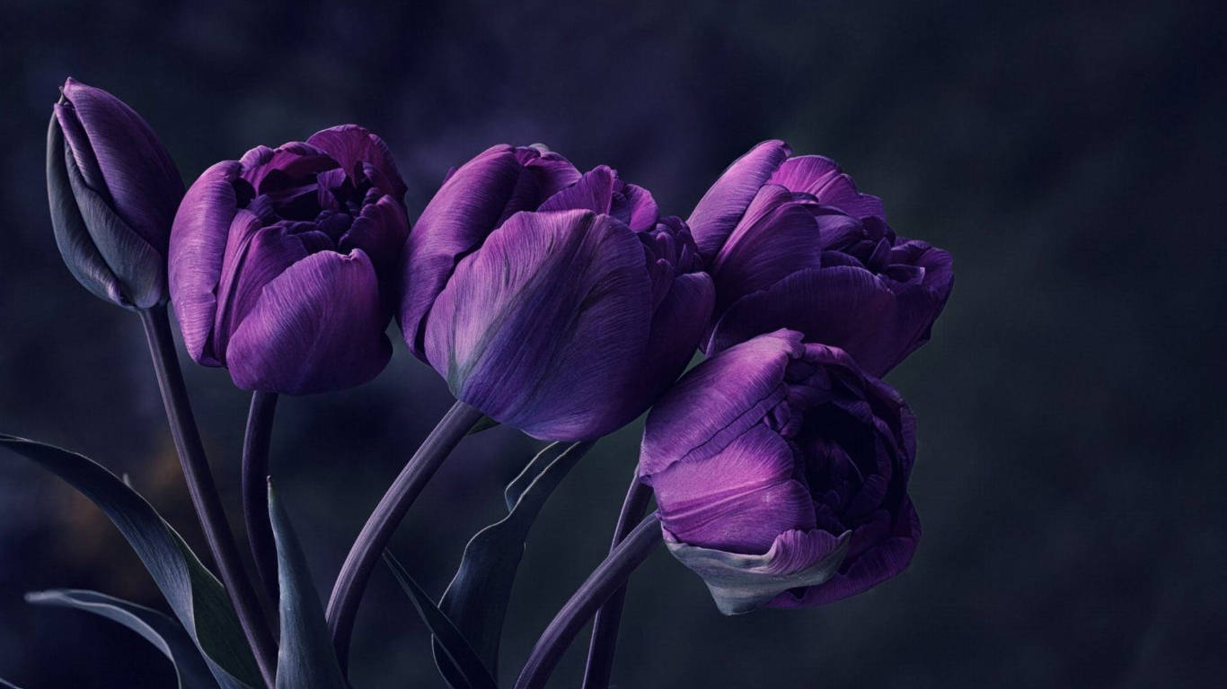 Dark Purple Tulip Flowers Background