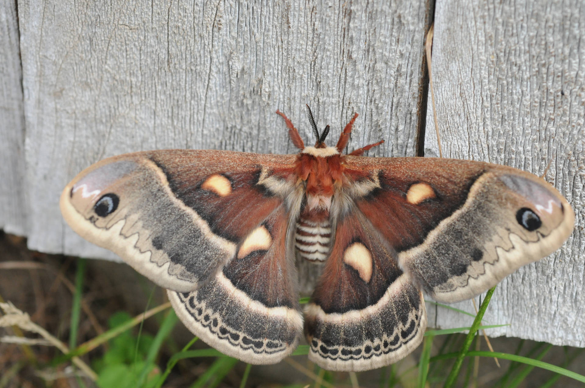 Dark Red Brown Columbia Silkmoth Background