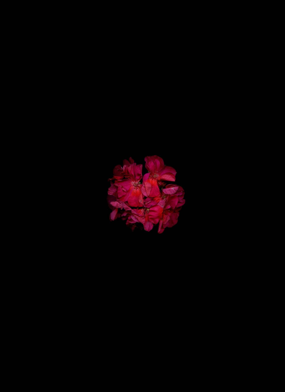 Dark Red Floral Petals Background