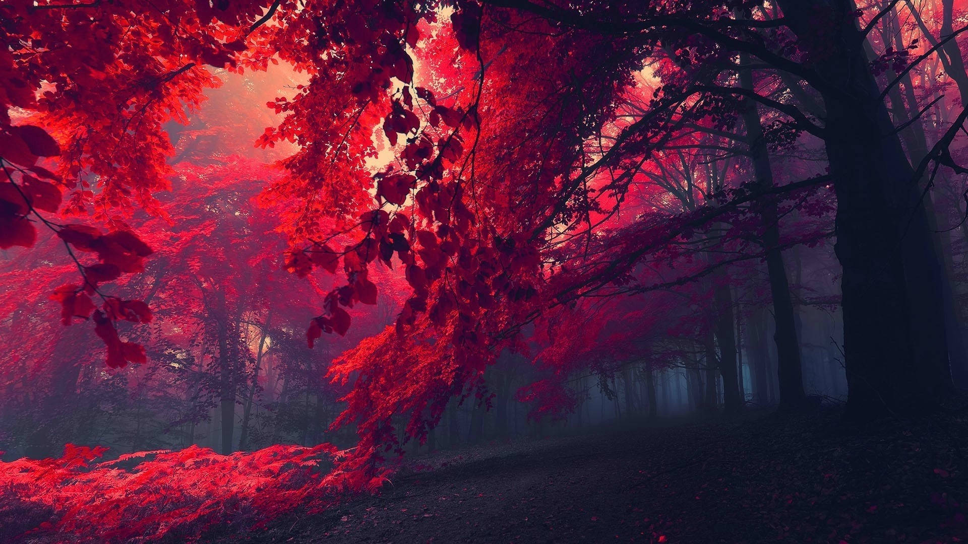 Dark Red Forest Photography Background