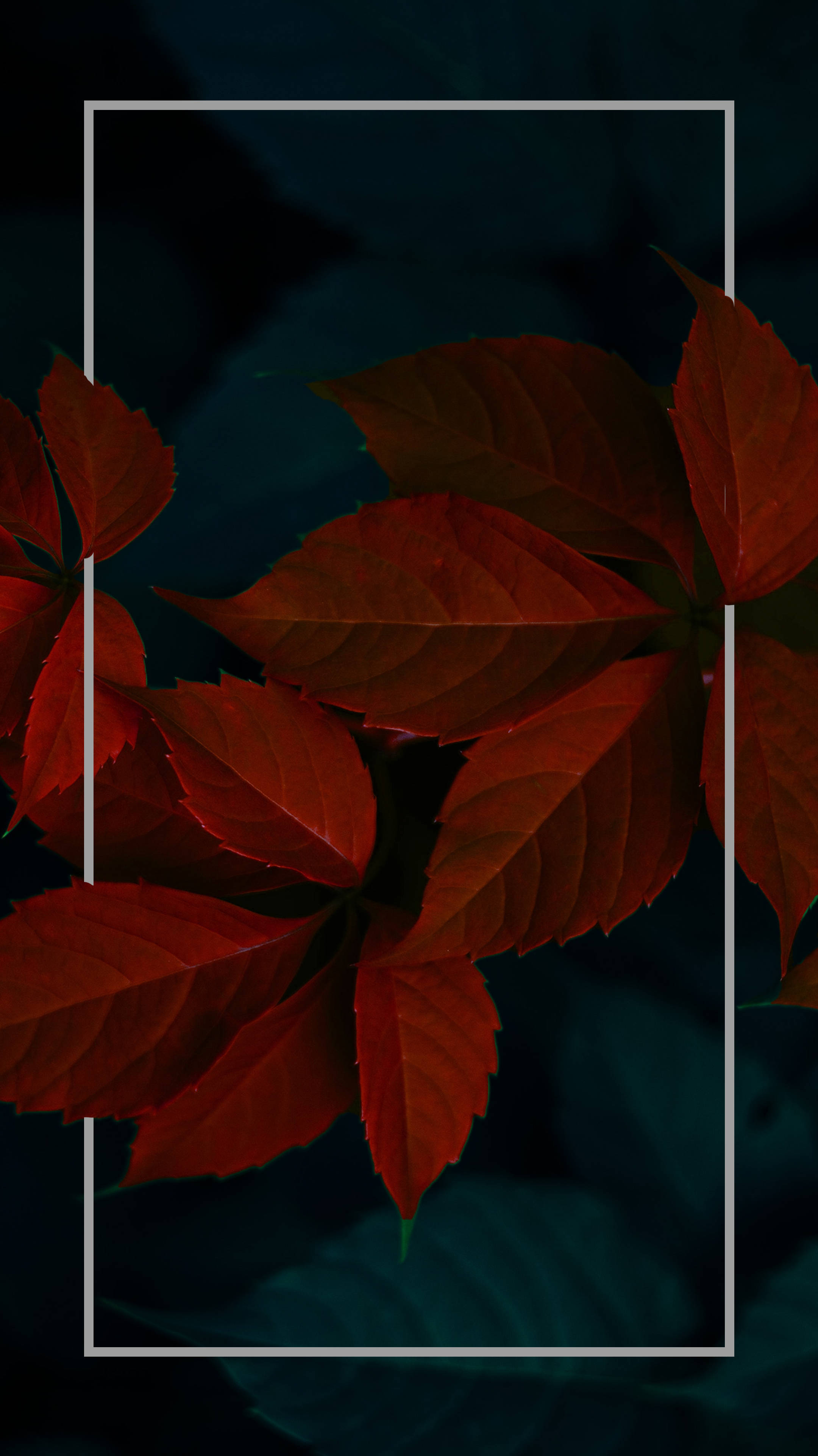 Dark Red Minimalist Plant Leaves Background