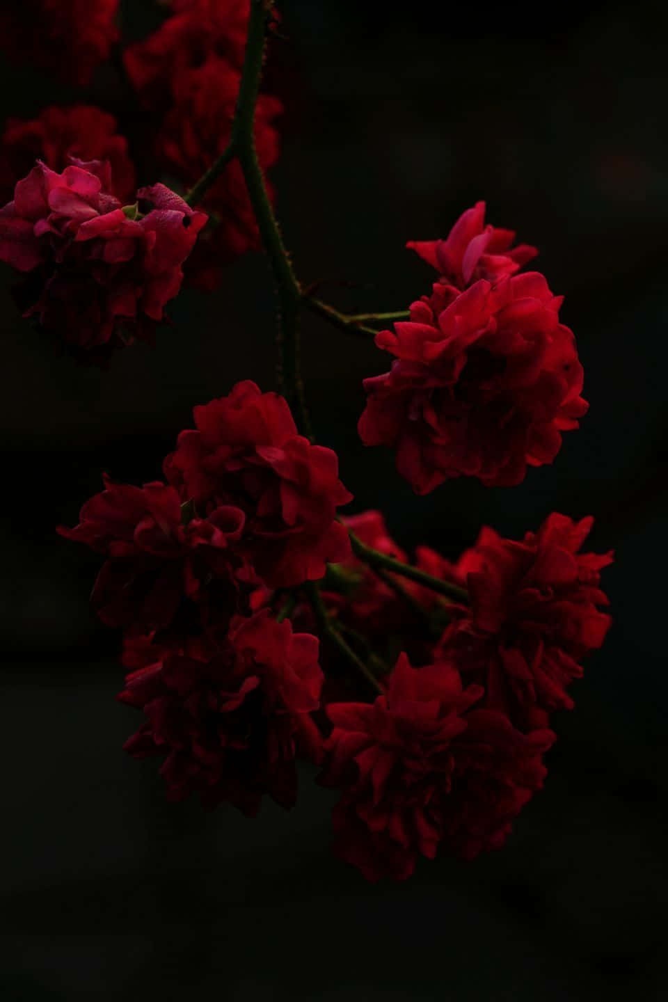 Dark Red Rose Aesthetic Black