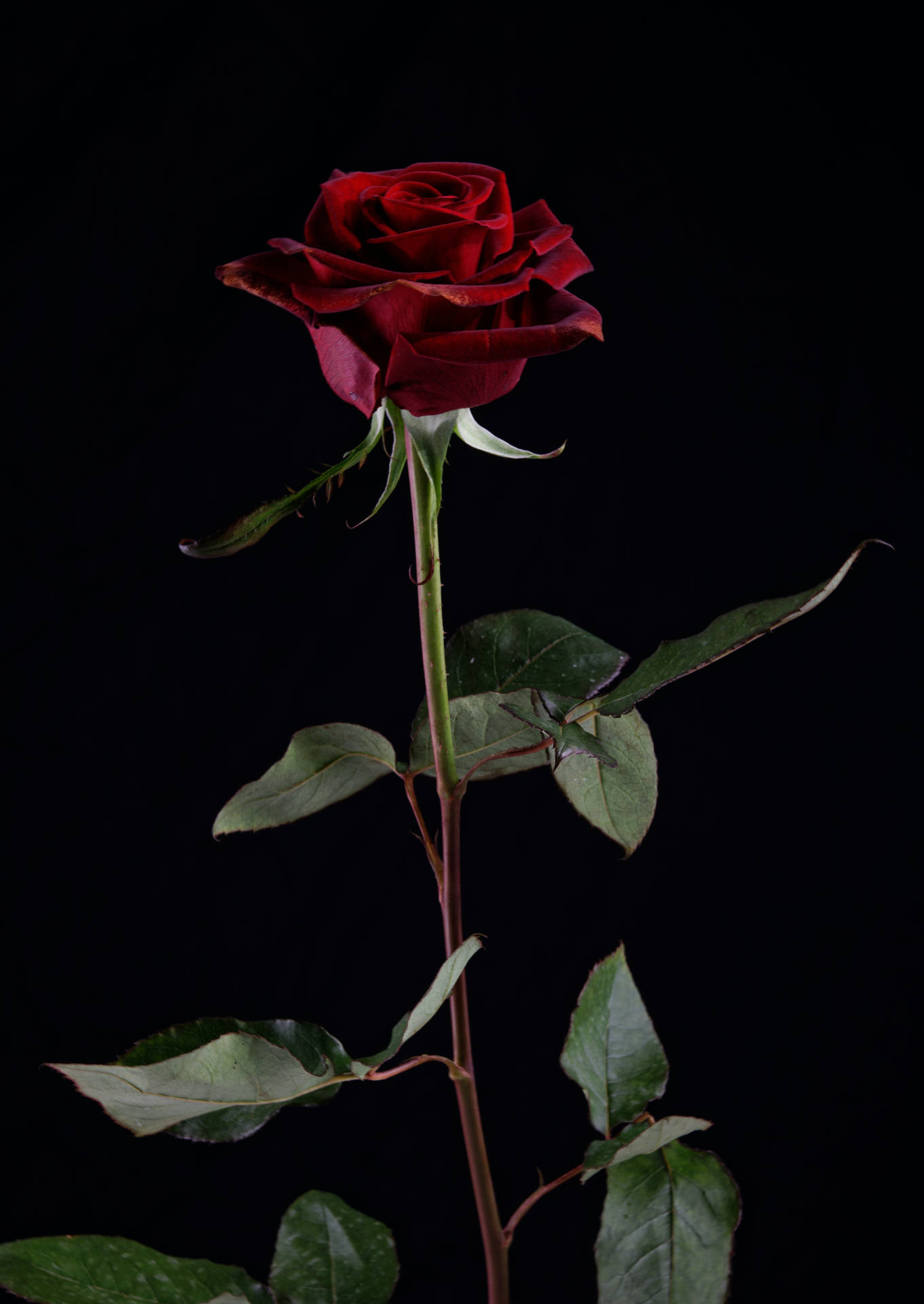 Dark Red Rose Flower Android Background