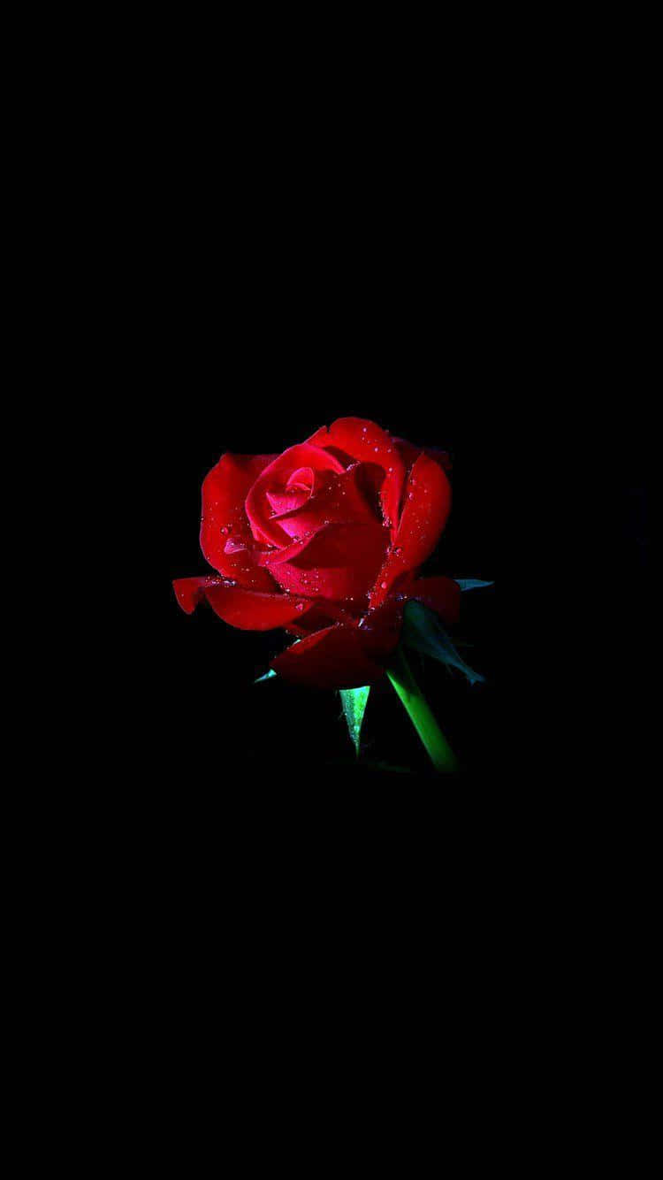 Dark Red Roseon Black Background.jpg