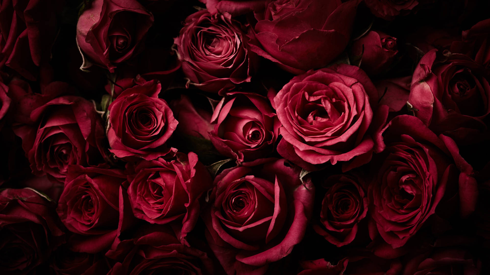 Dark Red Roses Background Full 4k