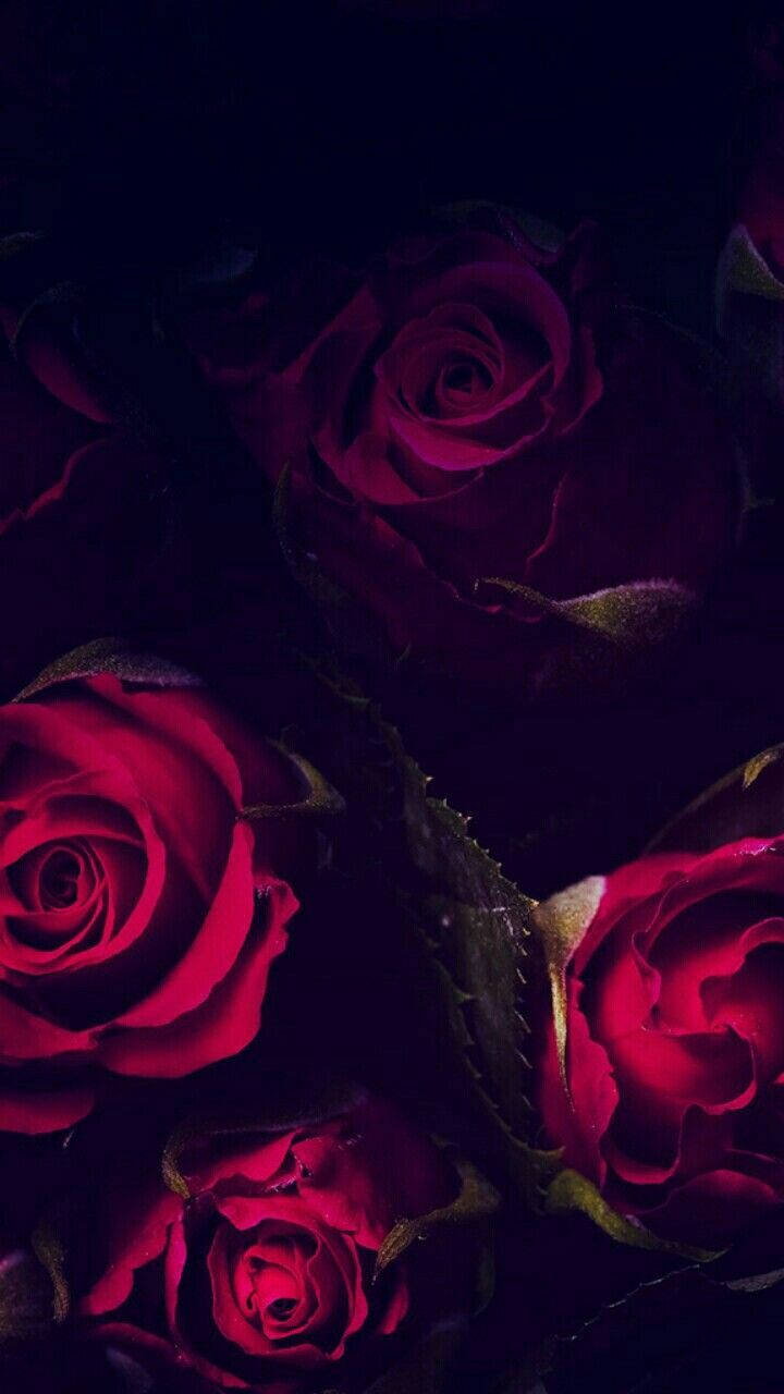 Dark Red Roses Iphone Background