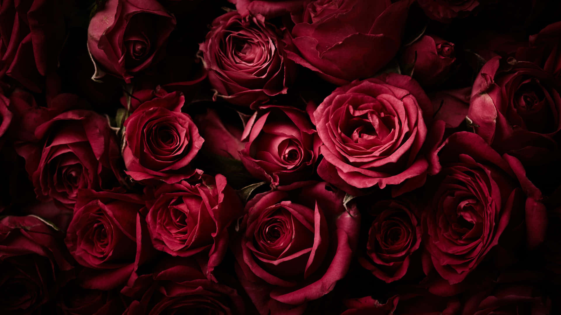 Dark Red Roses4 K Background