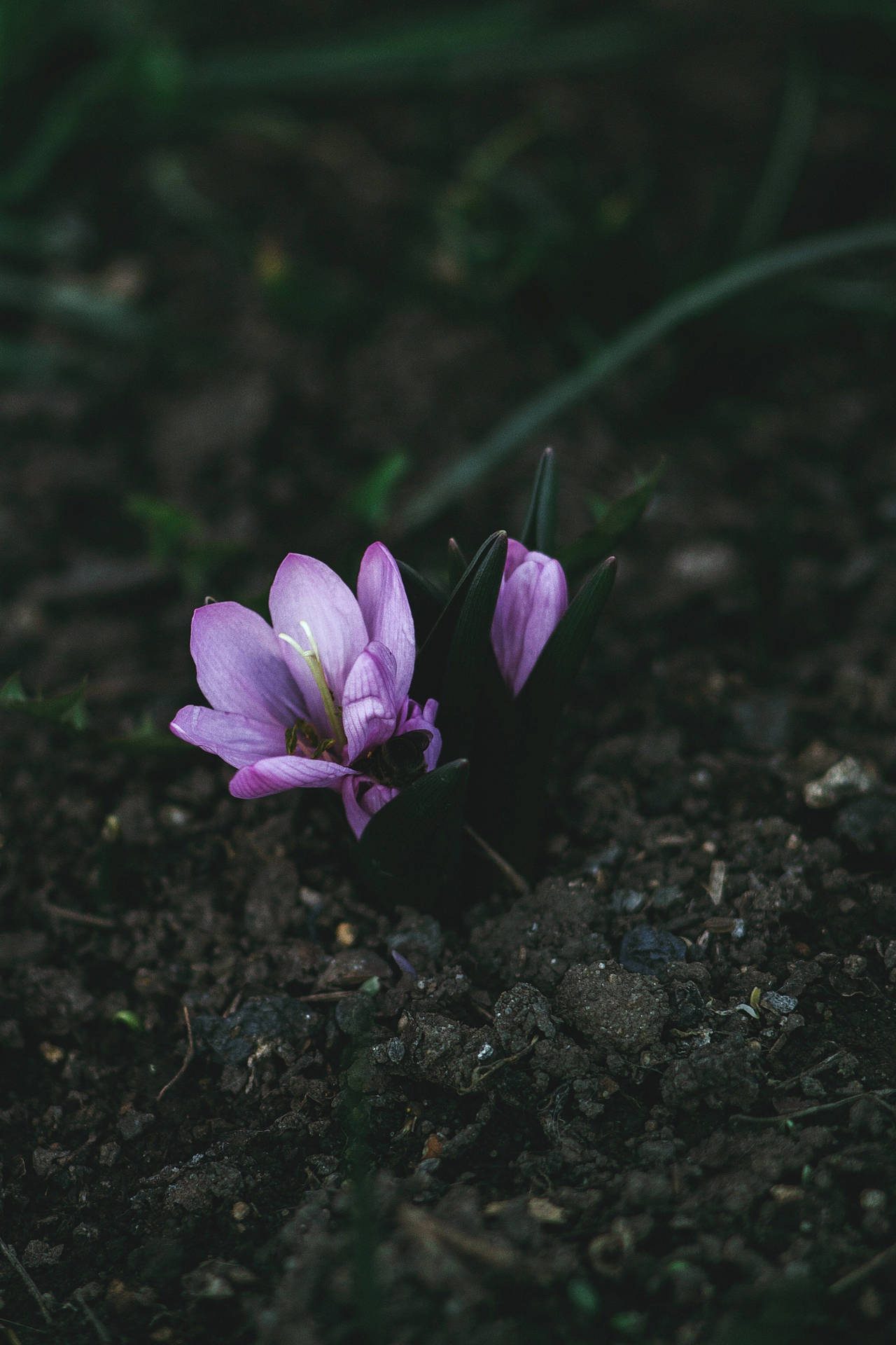 Dark Saffron Crocus Aesthetic Background