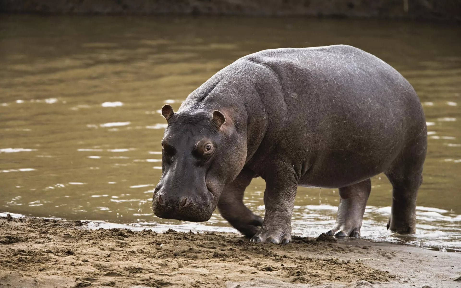 Dark-skinned Hippopotamus Background