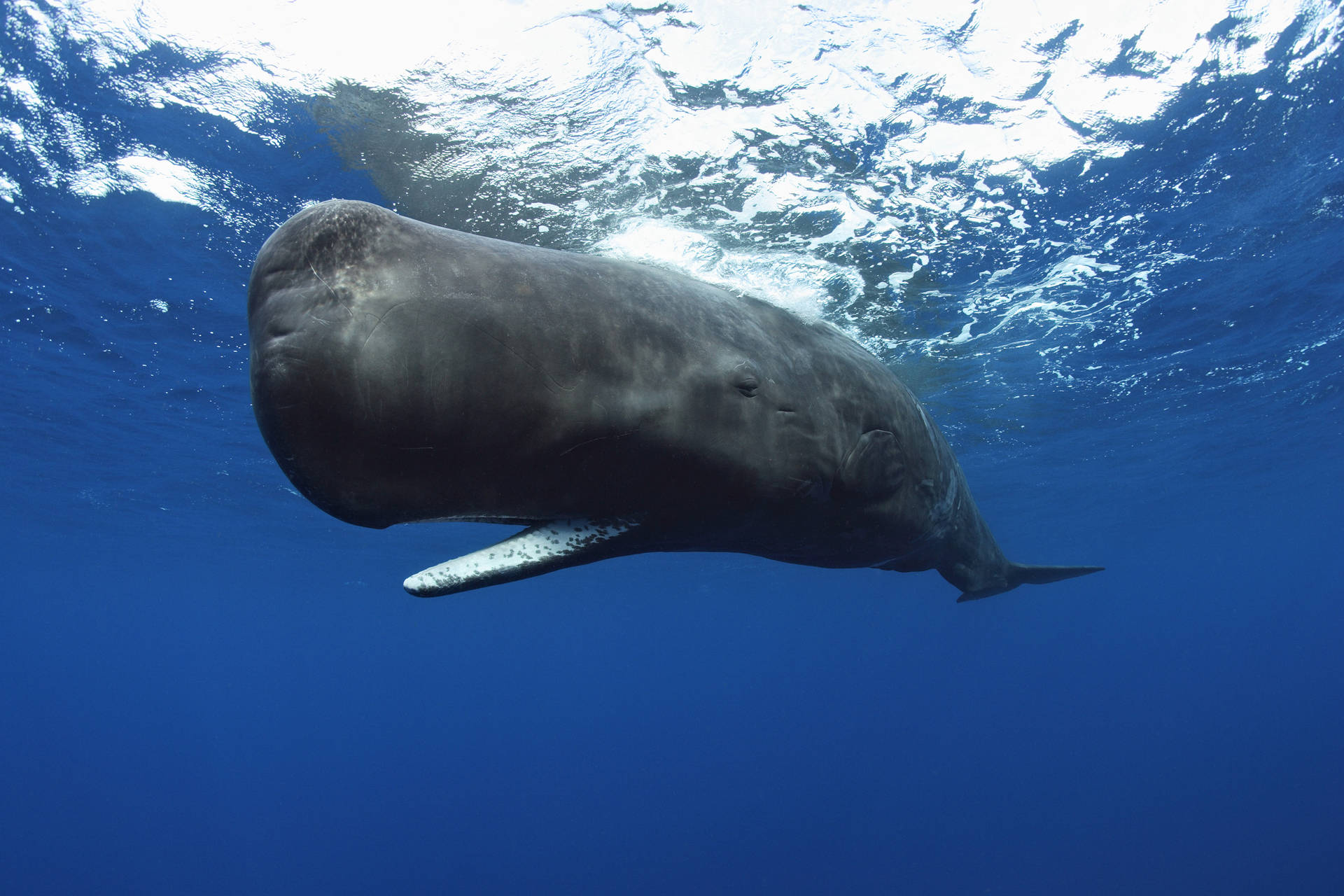 Dark Sperm Whale Underwater Background