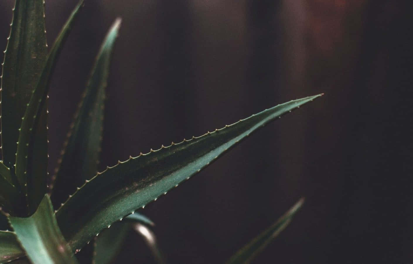Dark Succulent Leaves Minimalist Plant Desktop Background