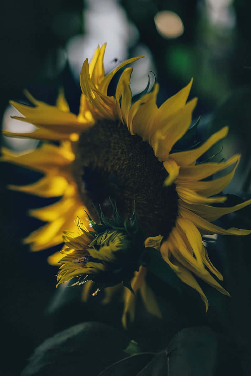 Dark Sunflower Burst With Beauty In An Enchanted Evening Background