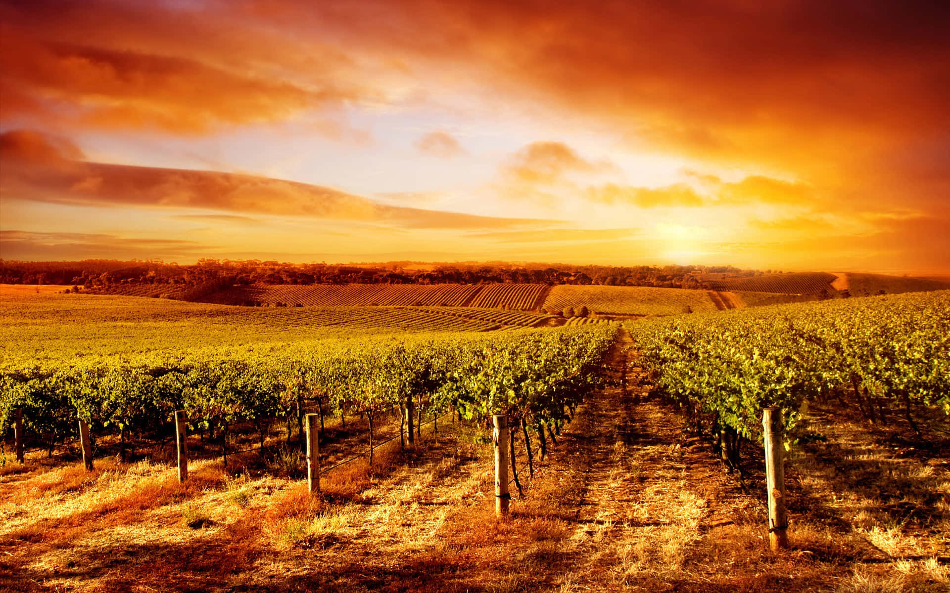 Dark Sunset In Vineyard Background