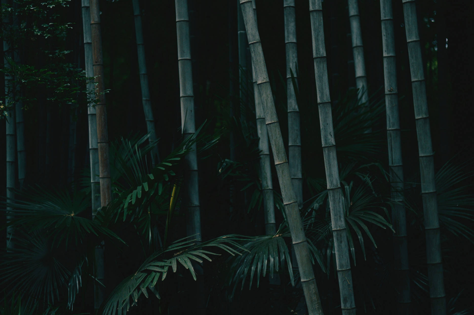 Dark Tall Bamboo 4k Nature Background
