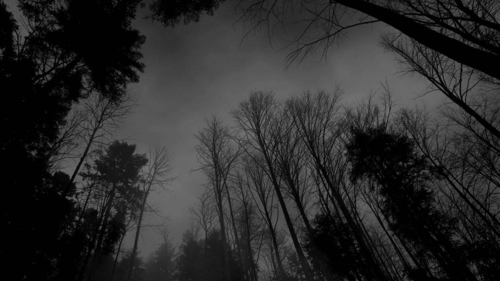 Dark Theme Eerie Forest Background